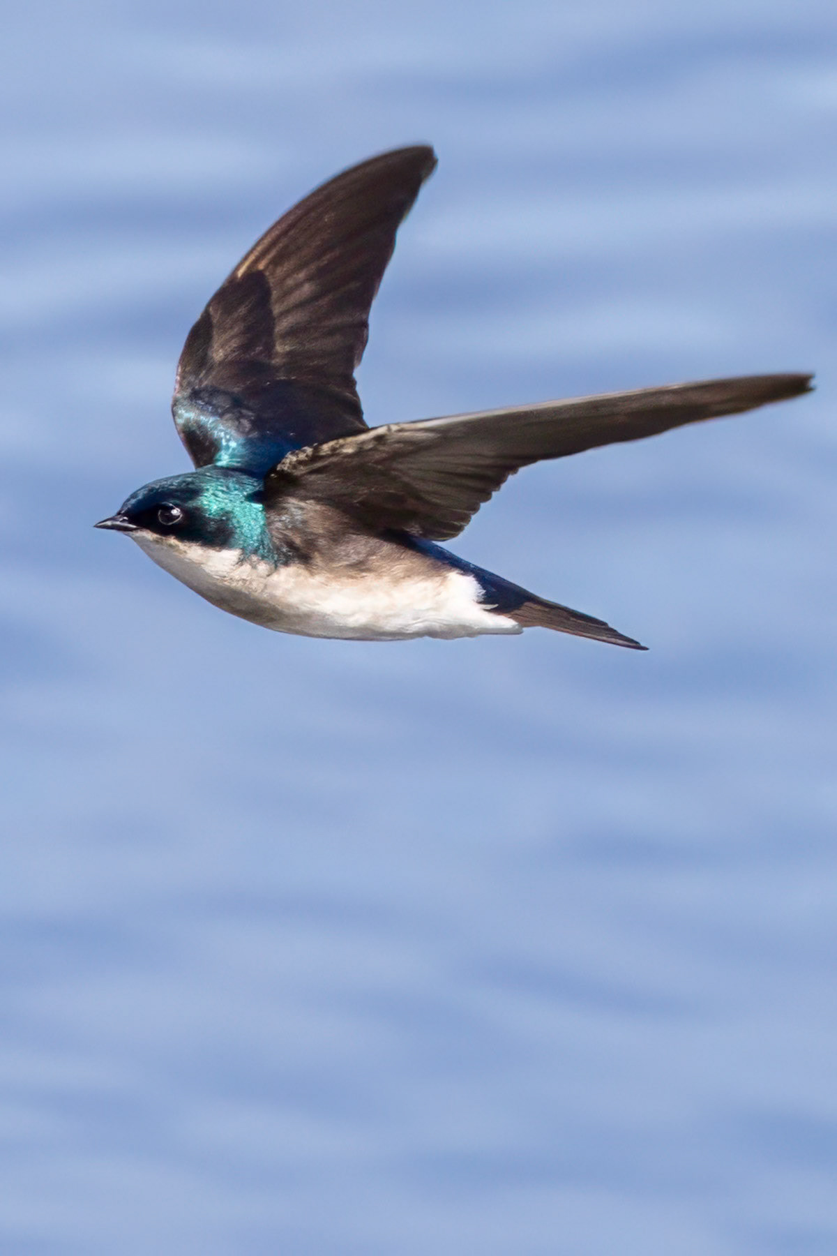 Tree swallow, Irvine, CA