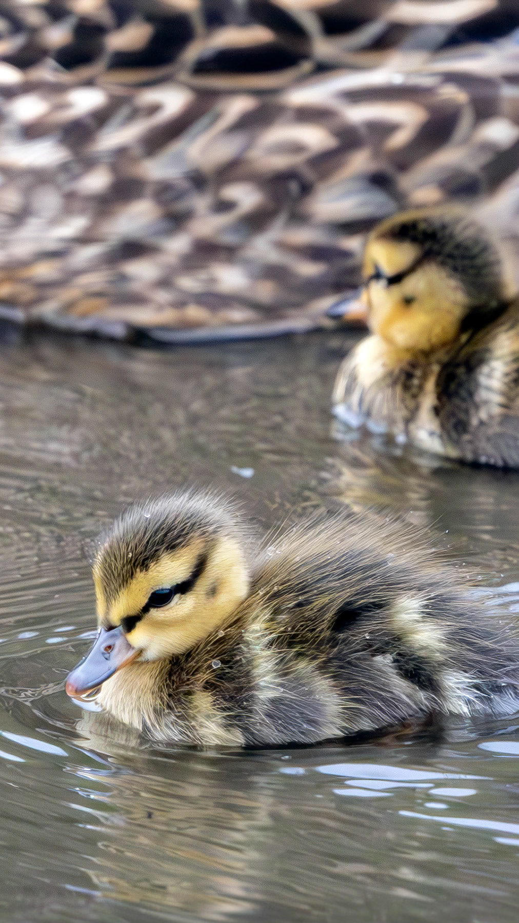 Mallard ducklings, Whidbey Island, WA