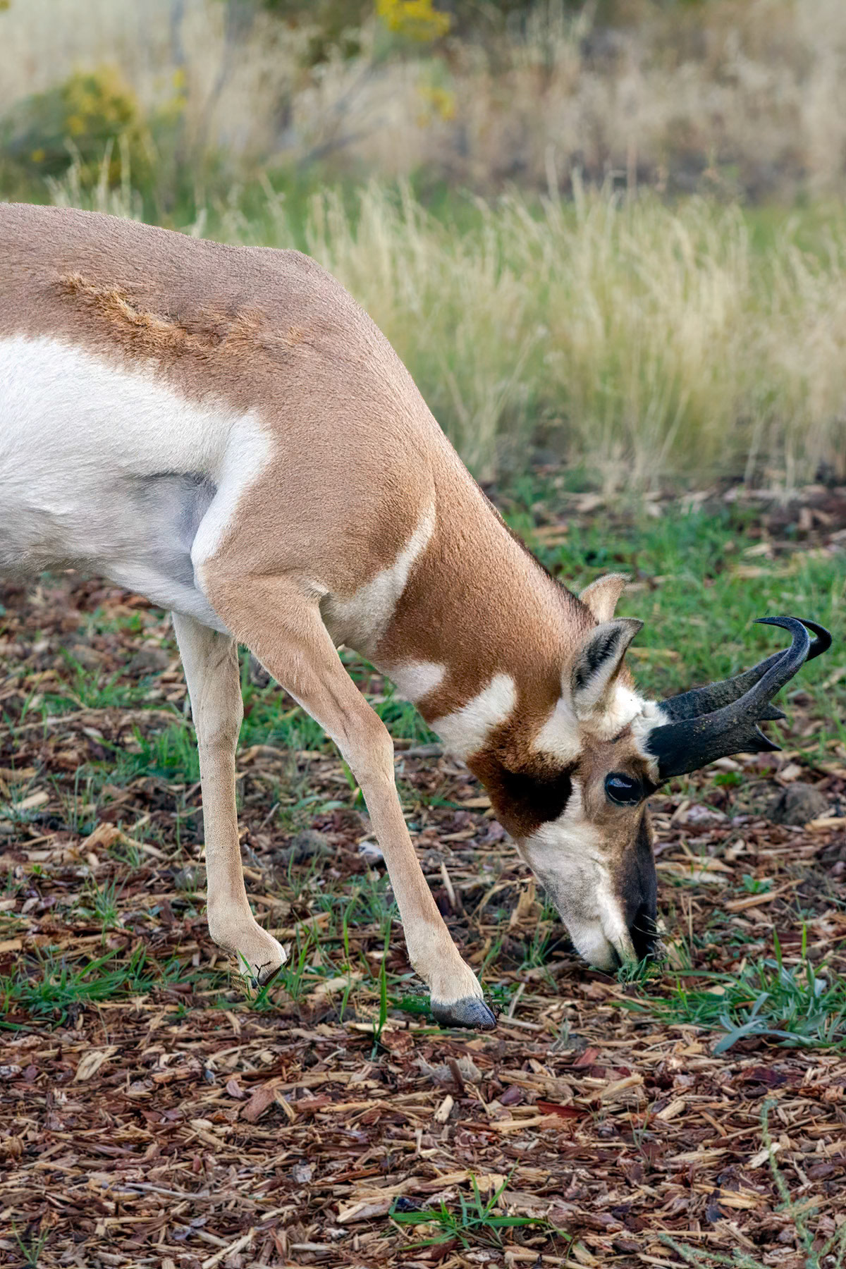 Pronghorn antelope