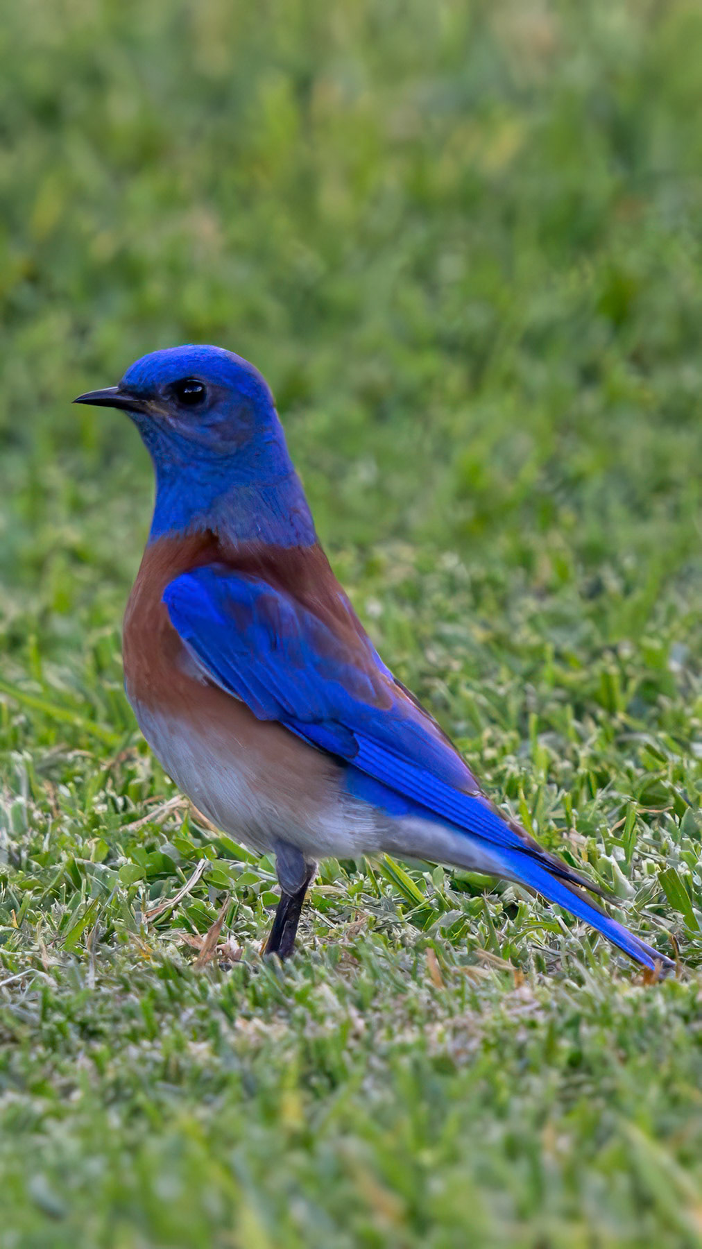 Western bluebird, Irvine, CA