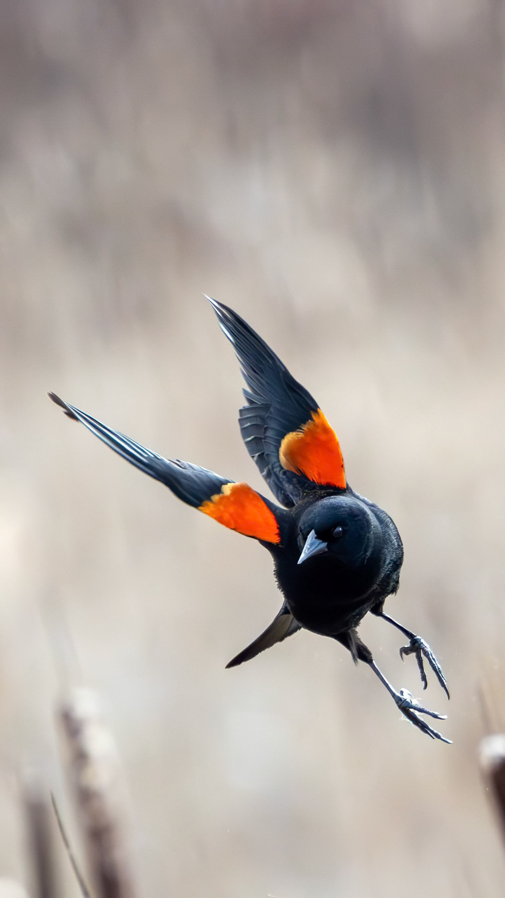 Red-winged blackbird
