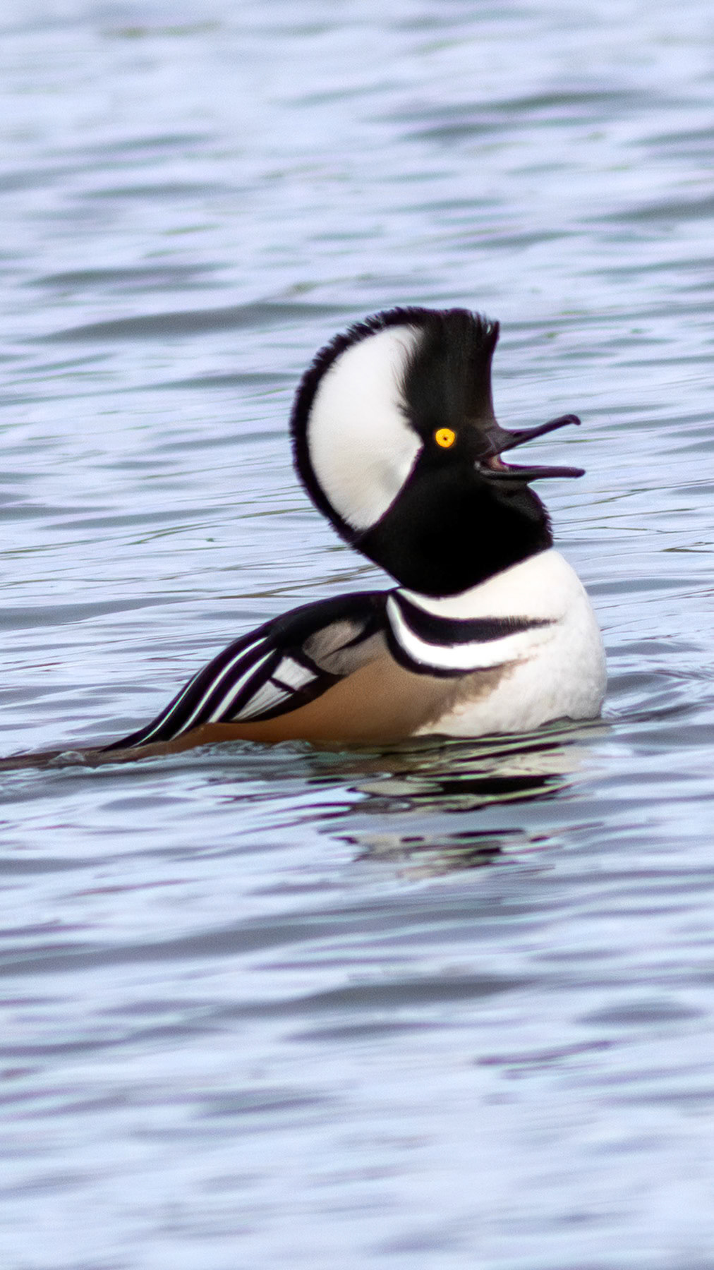 Hooded merganser, Whidbey Island, WA