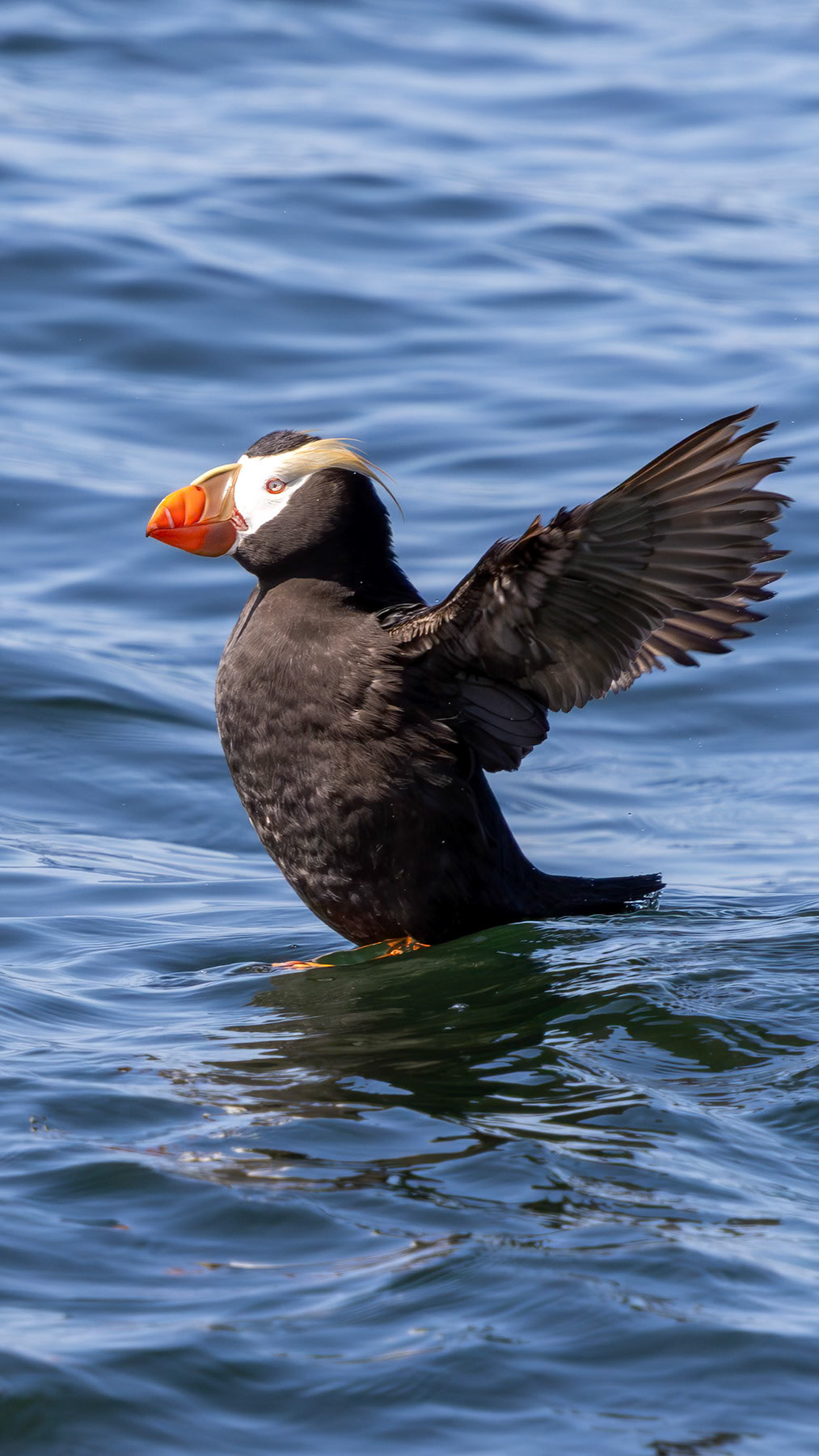 Tufted puffin