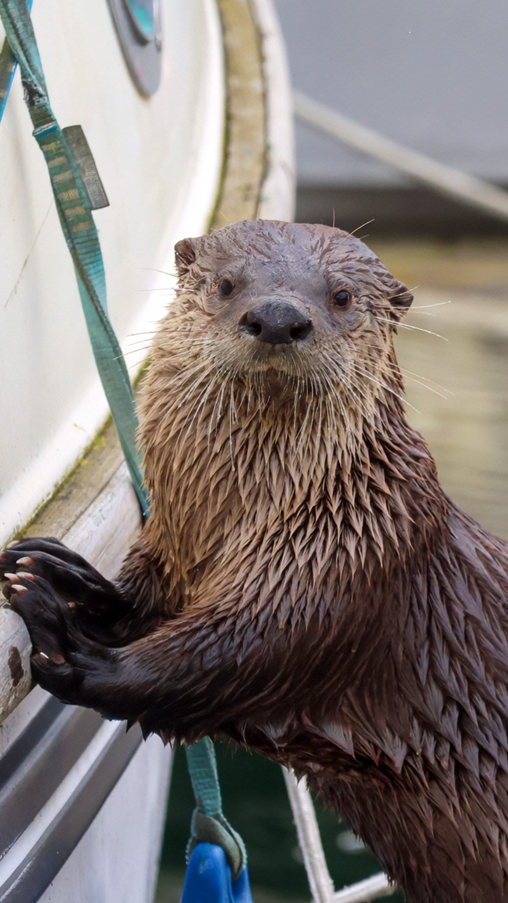 River otter