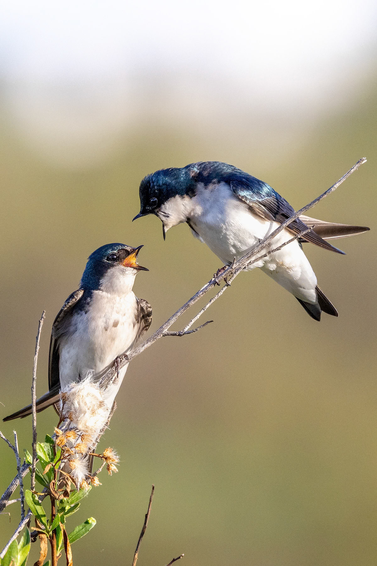 Tree swallows, Irvine, CA