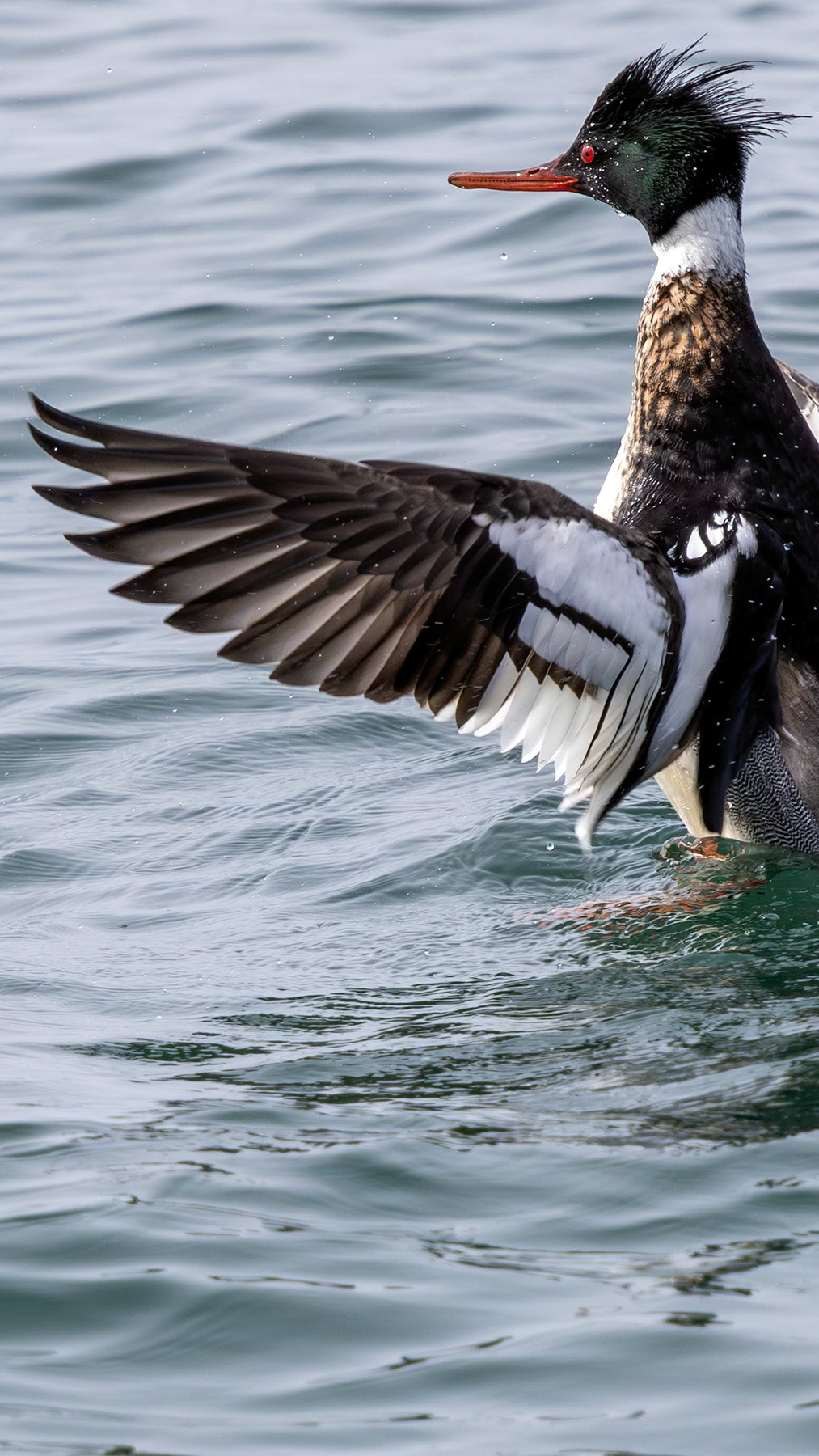 Red-breasted merganser