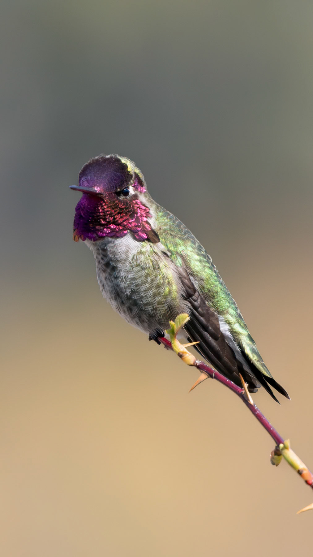 Anna's hummingbird, Whidbey Island, WA
