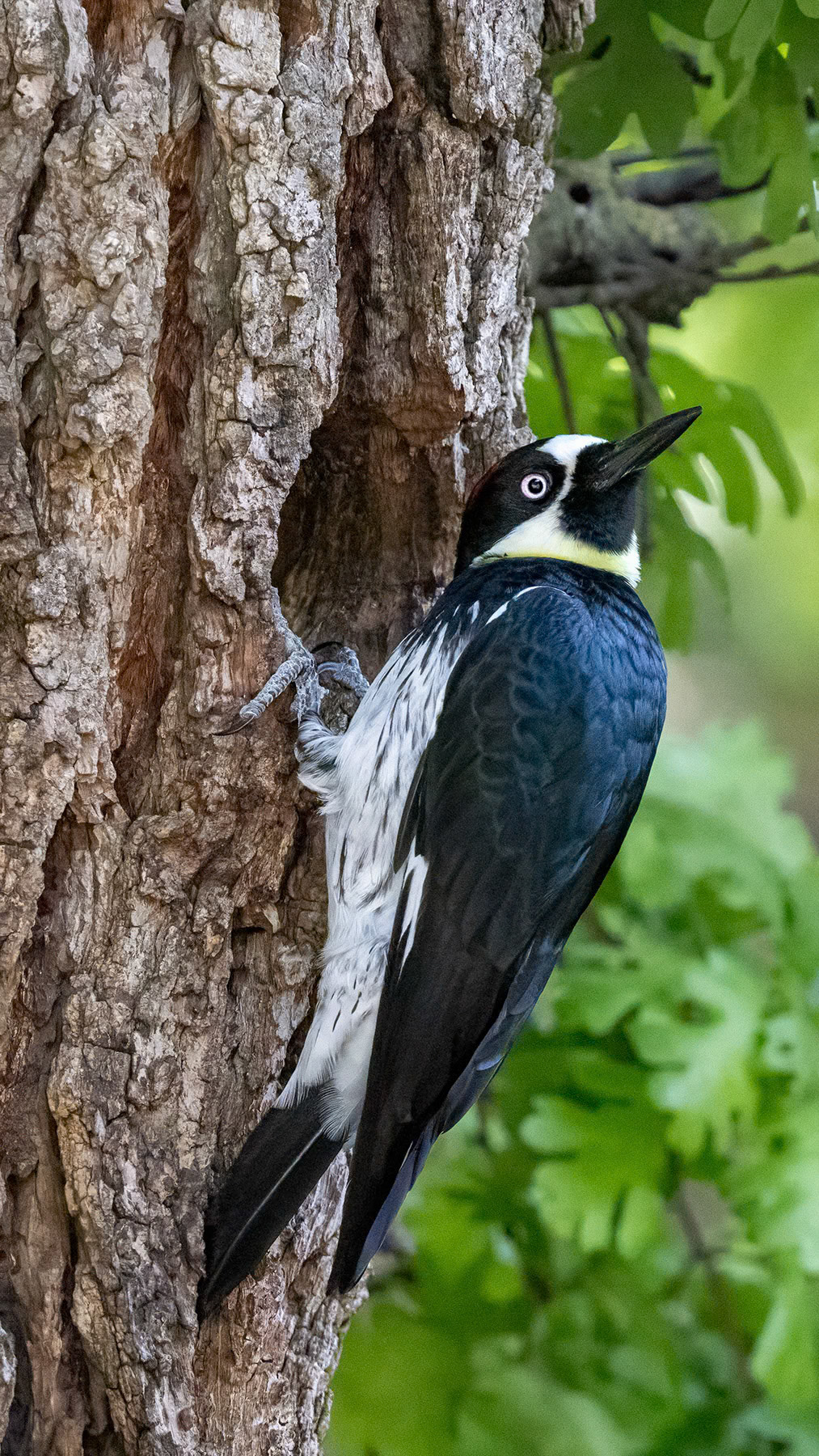 Acorn woodpecker