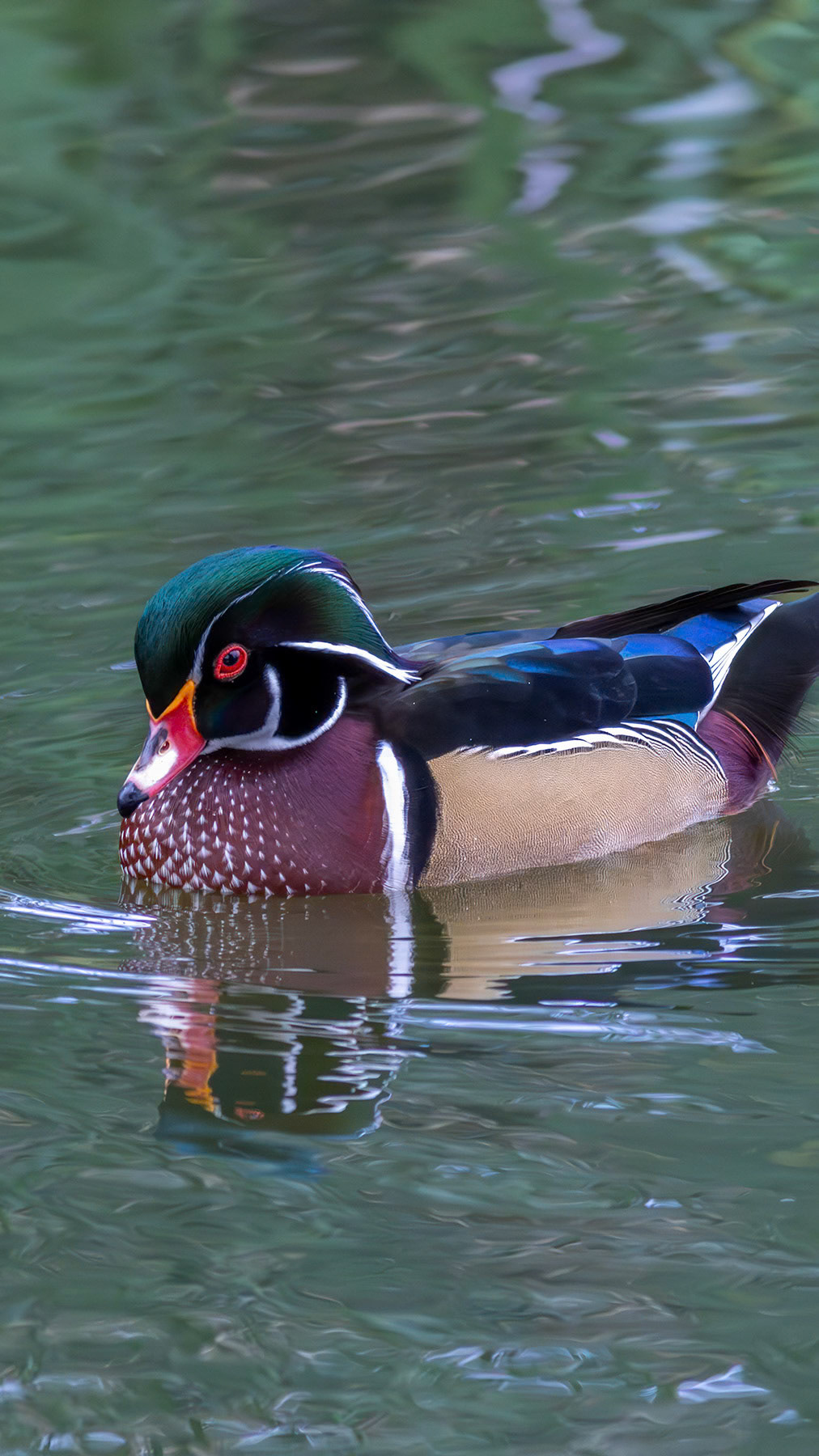 Wood duck, Santee, CA