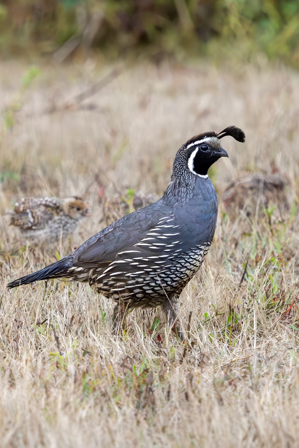 California quail, Whidbey Island, WA