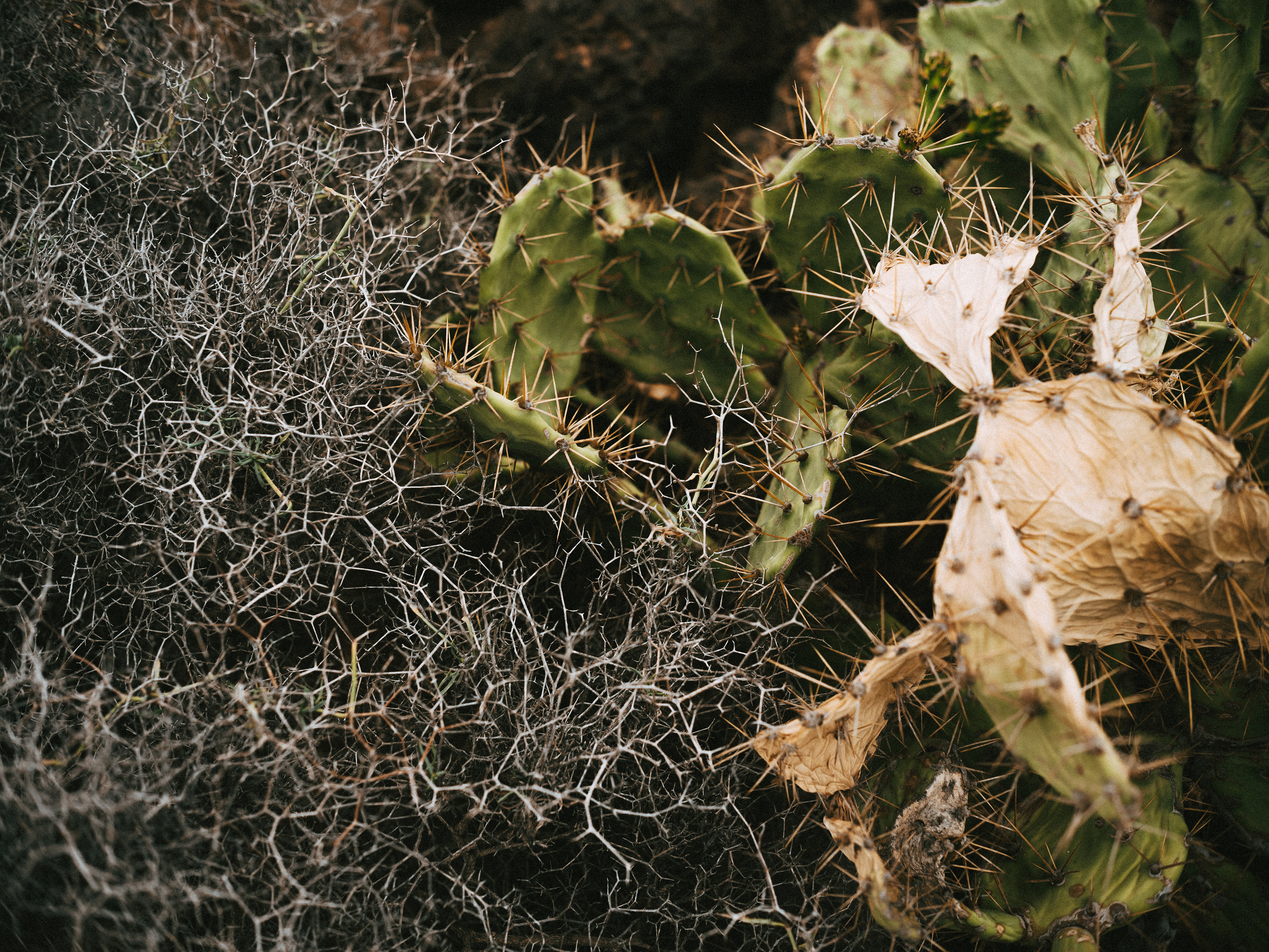 dead cactus and some thistels