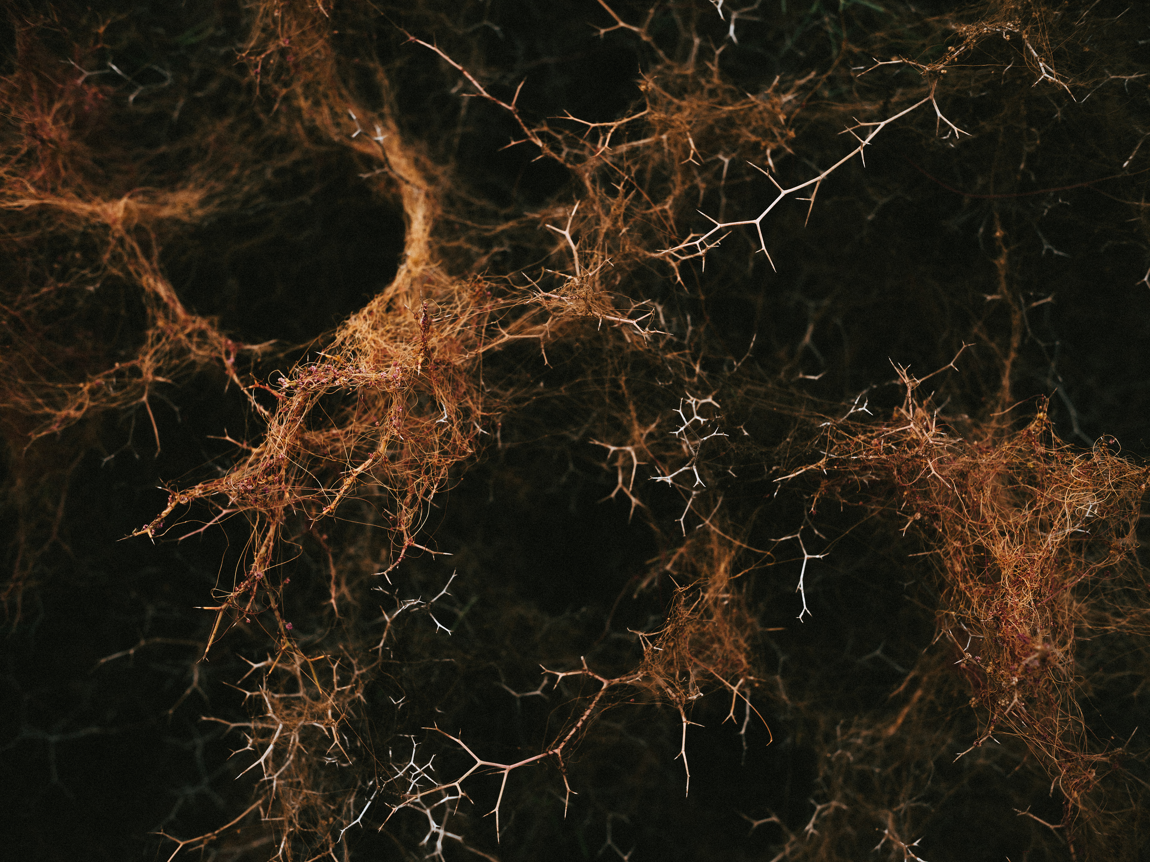 interesting pattern woven into some thistels