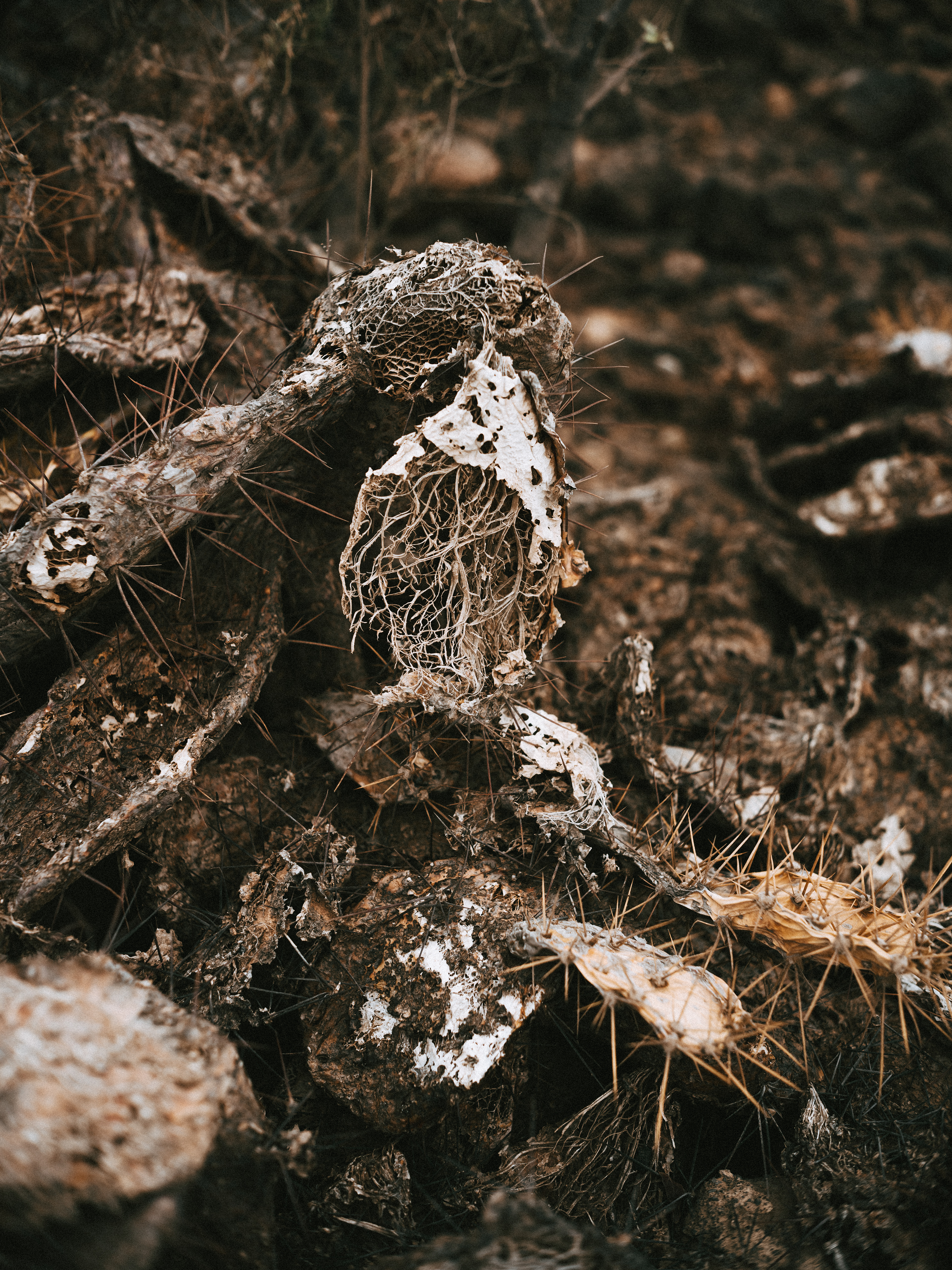a dead cactus 
