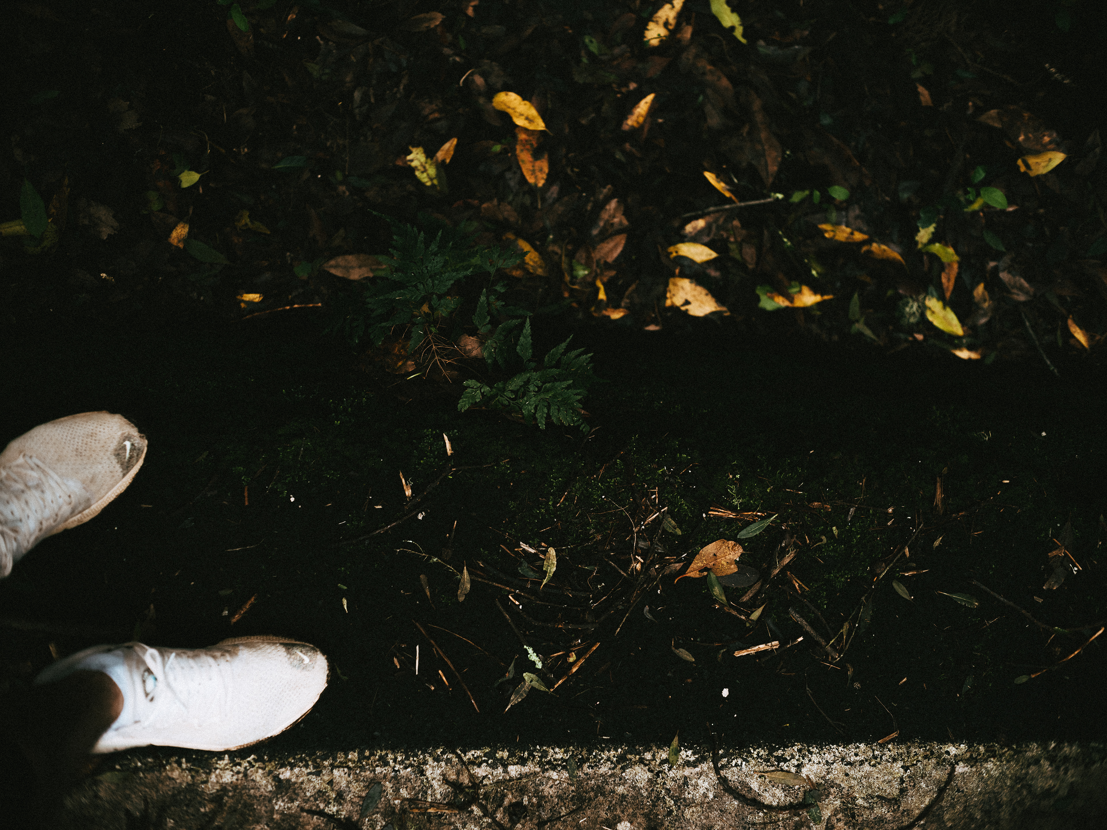 contrast between road and woods