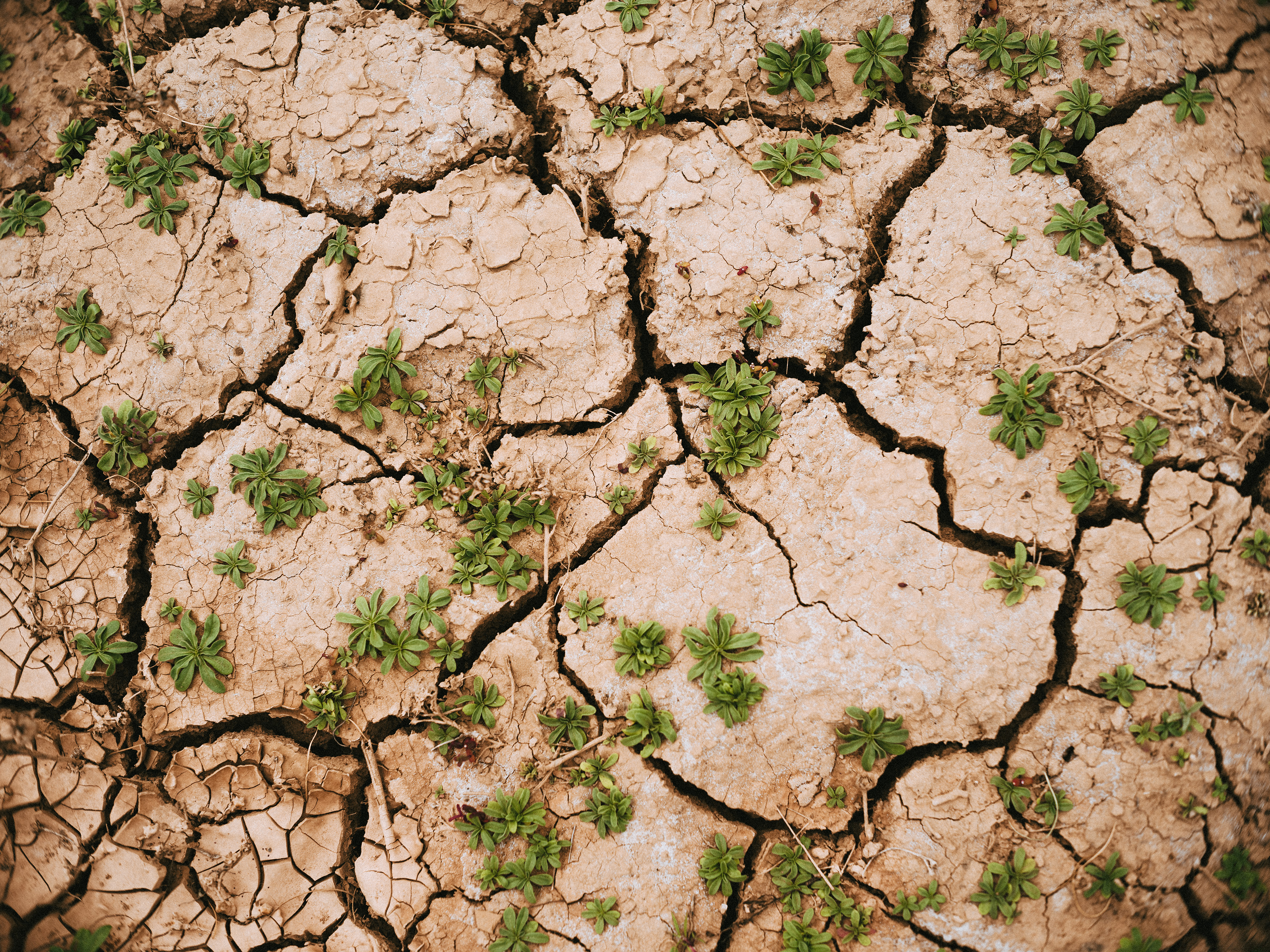 cracks in the floor with greenery sprawling out