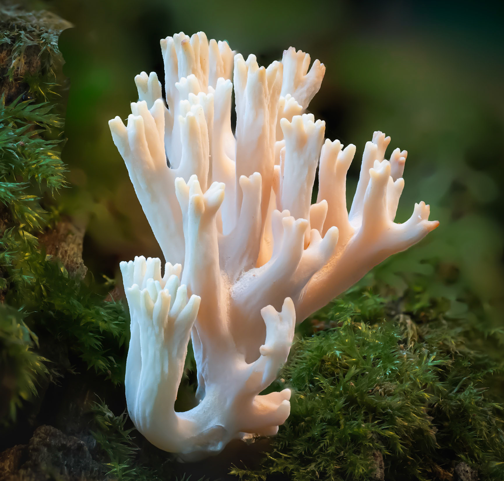 Coral fungus