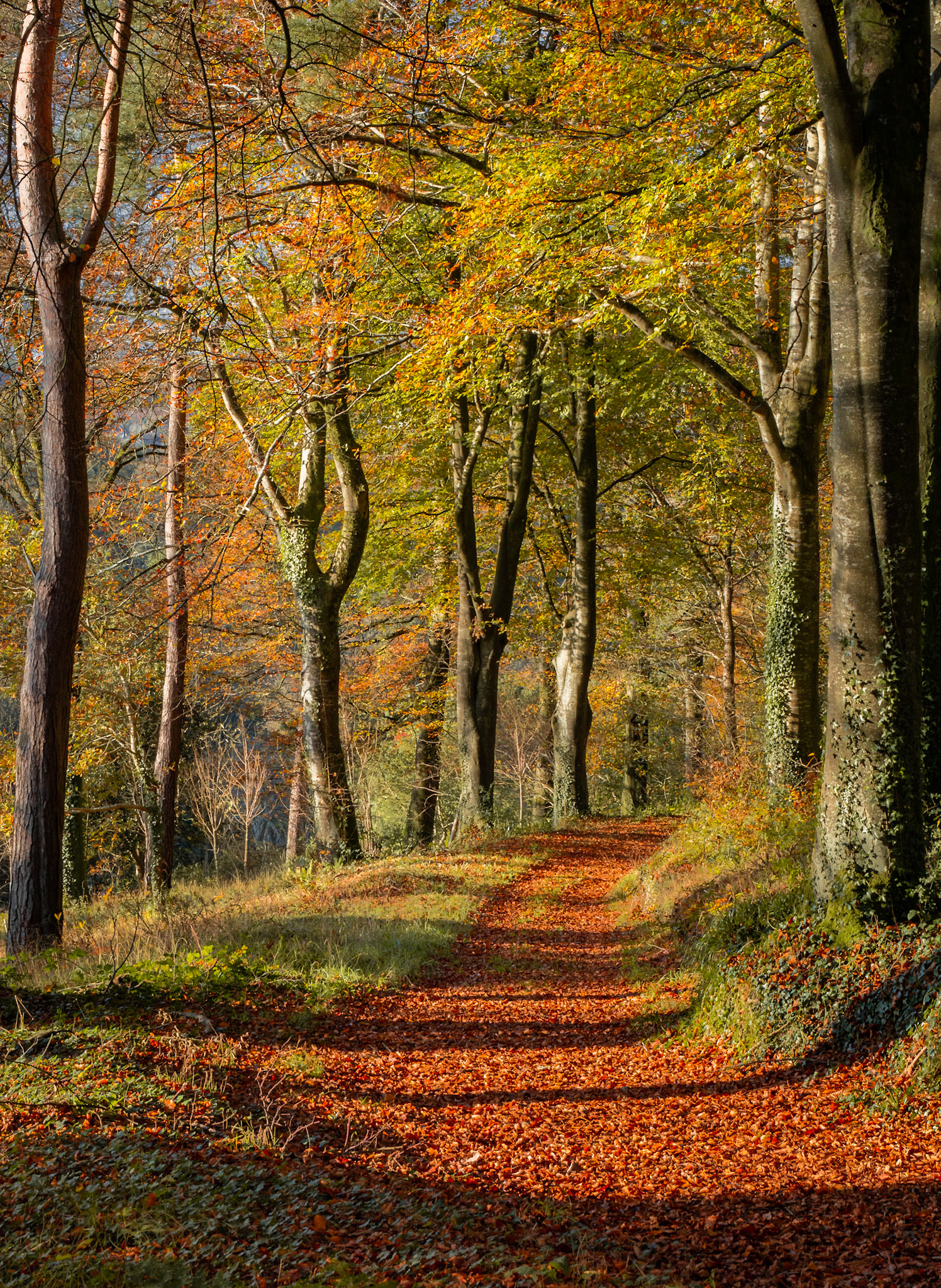 Autumn colours, Rosemoor