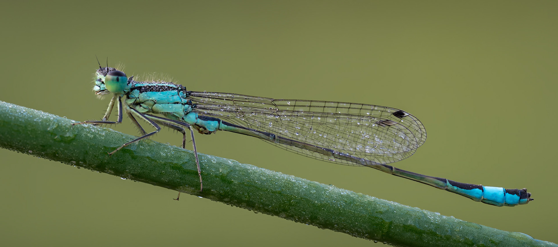 Blue tailed damselfly