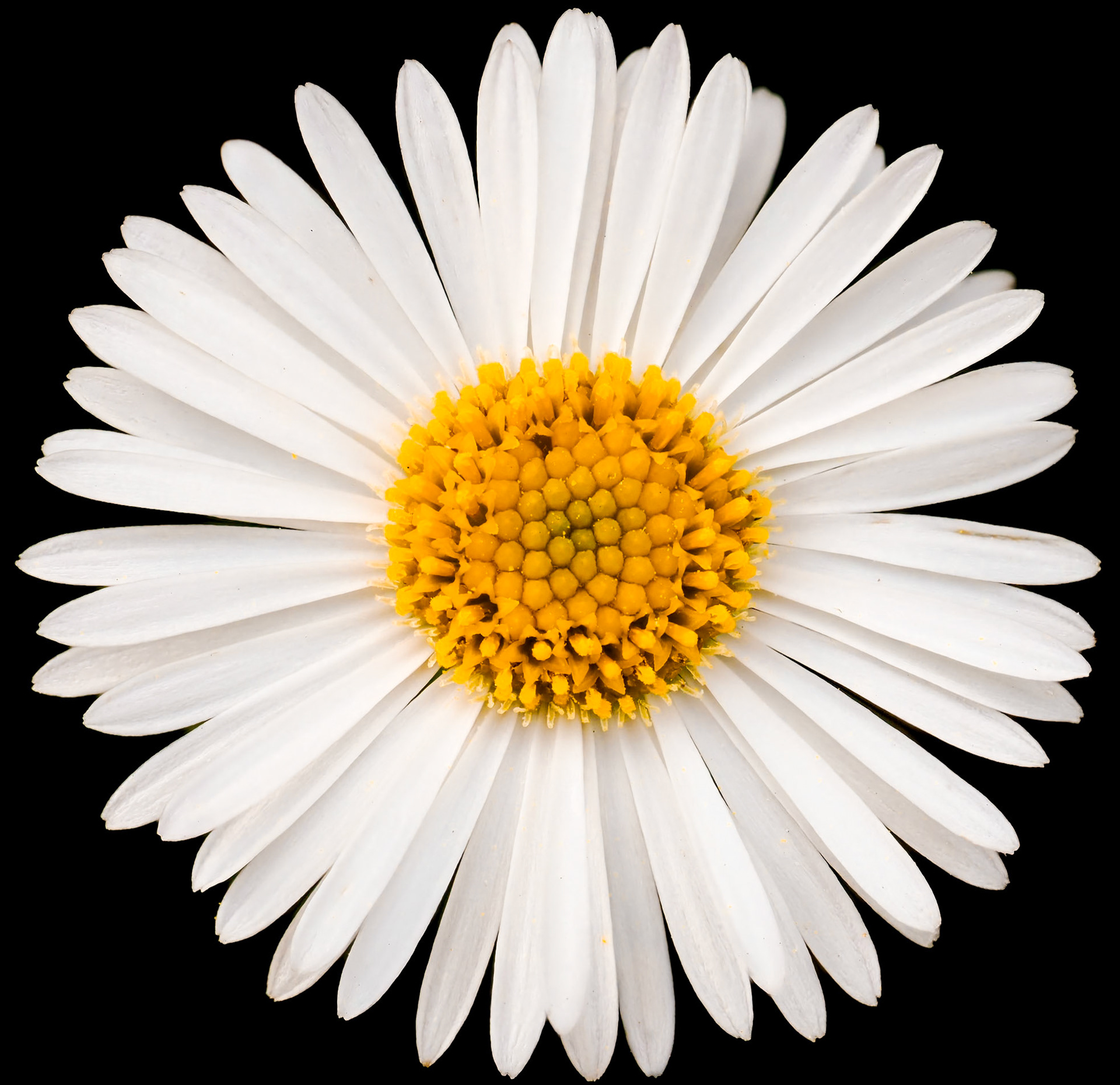 Daisy