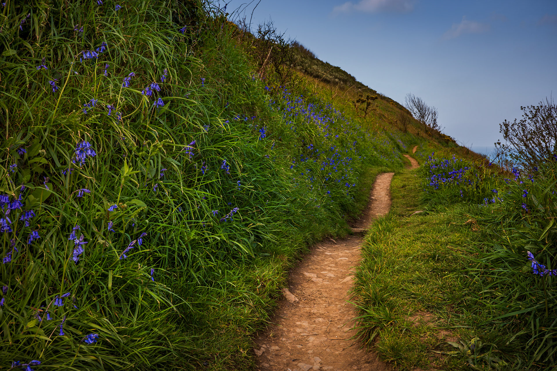 Bluebells, Kipling Tors