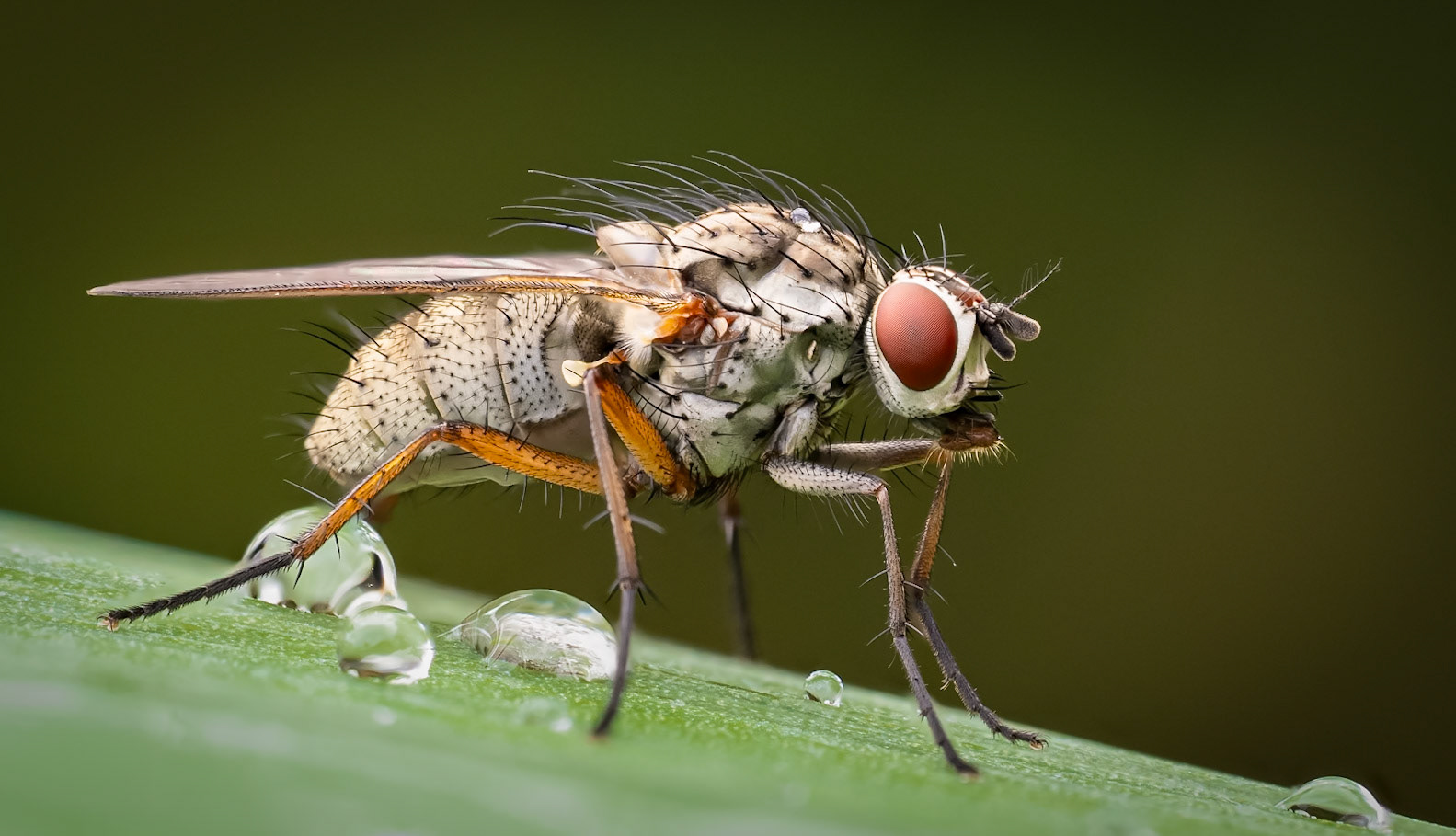Fly and water drops