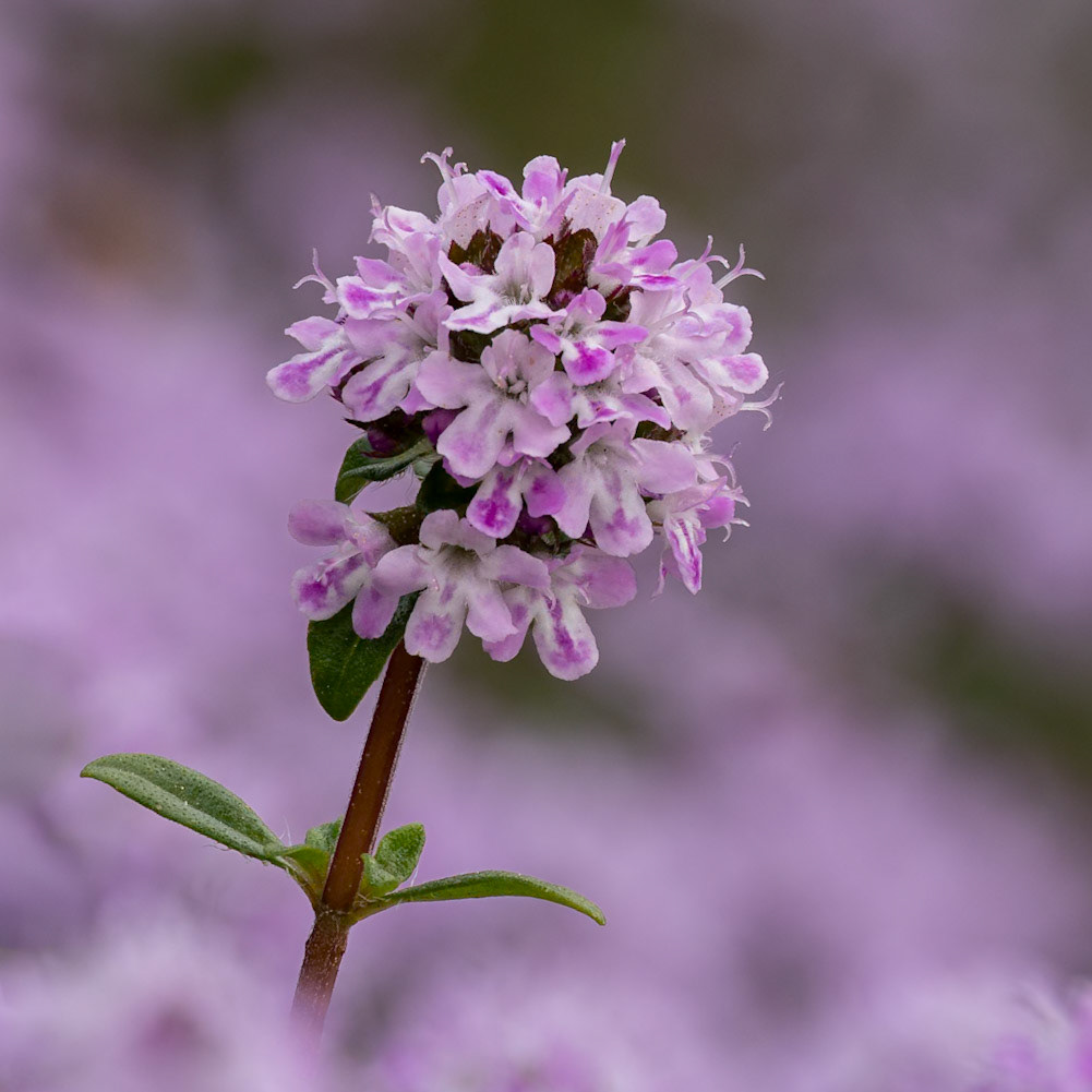 Creeping thyme