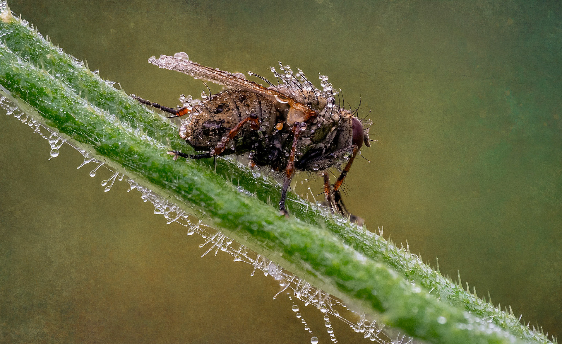Morning dew