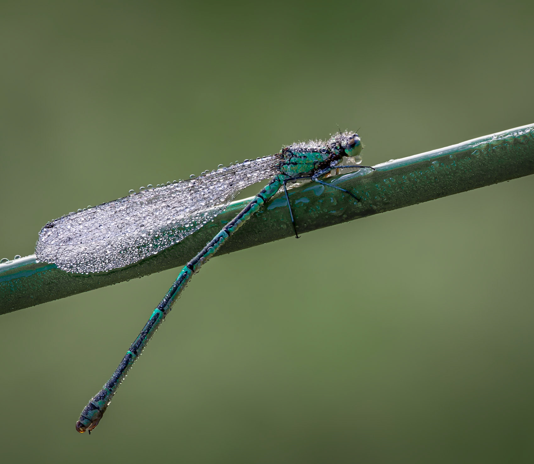 Dew covered damselfly