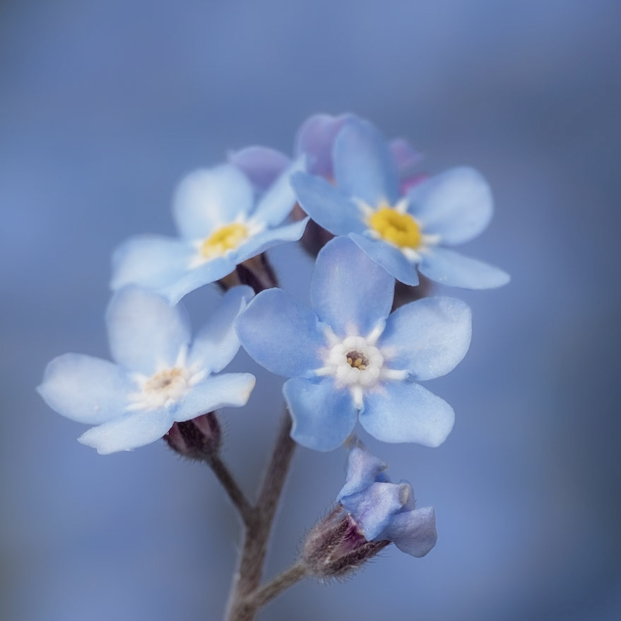 Forget-me-not