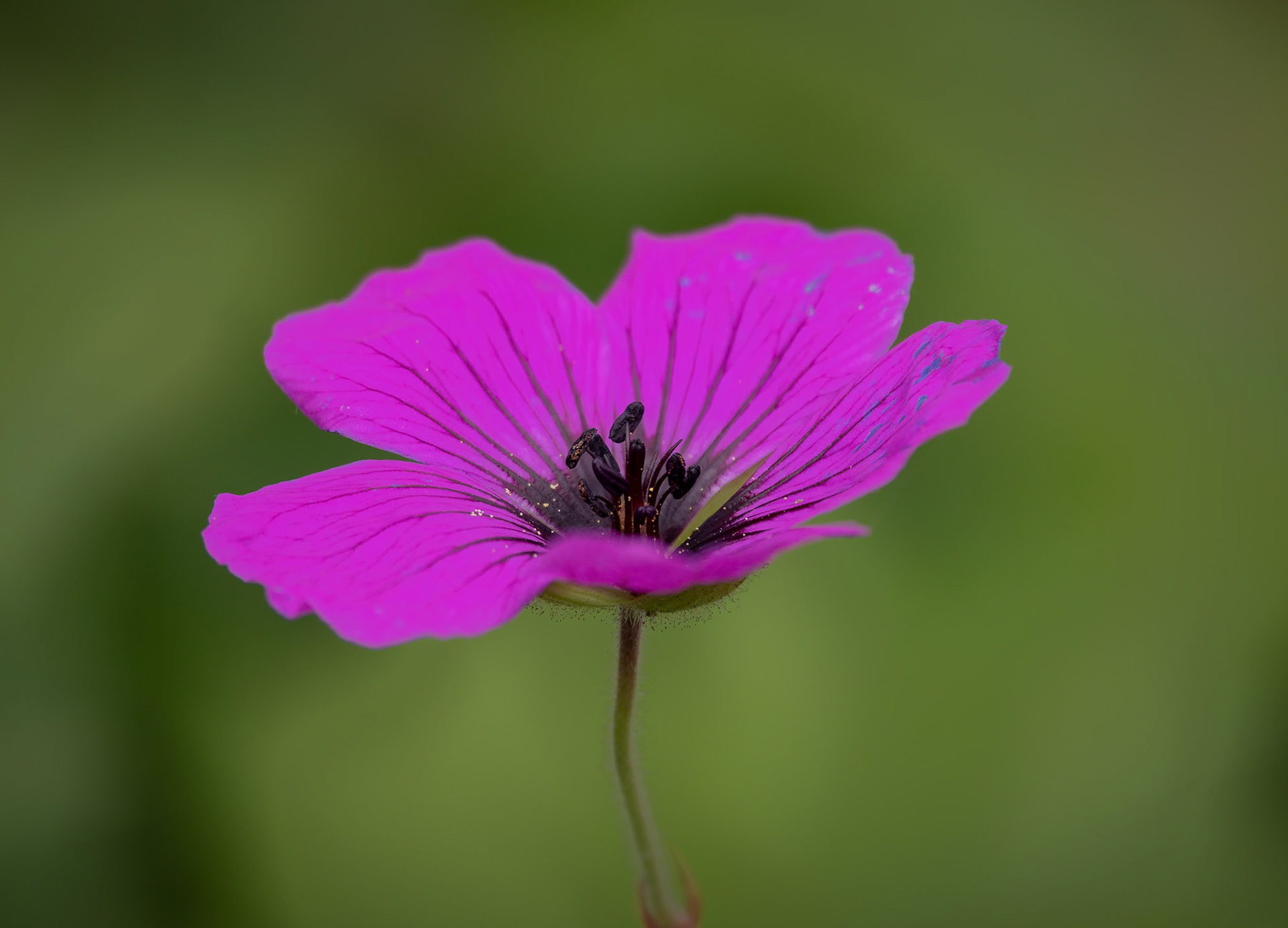 Cranesbill