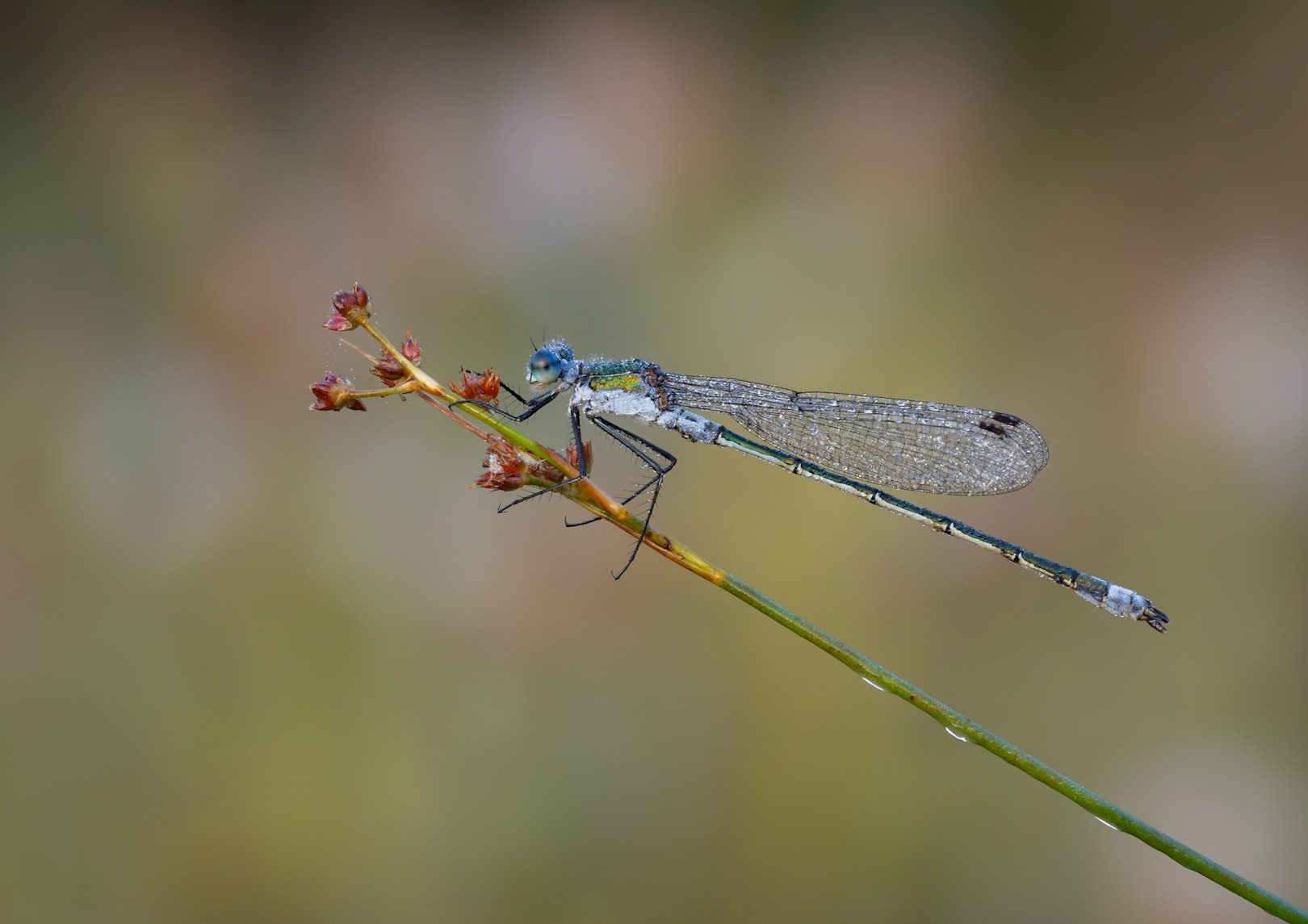 Emerald damselfly