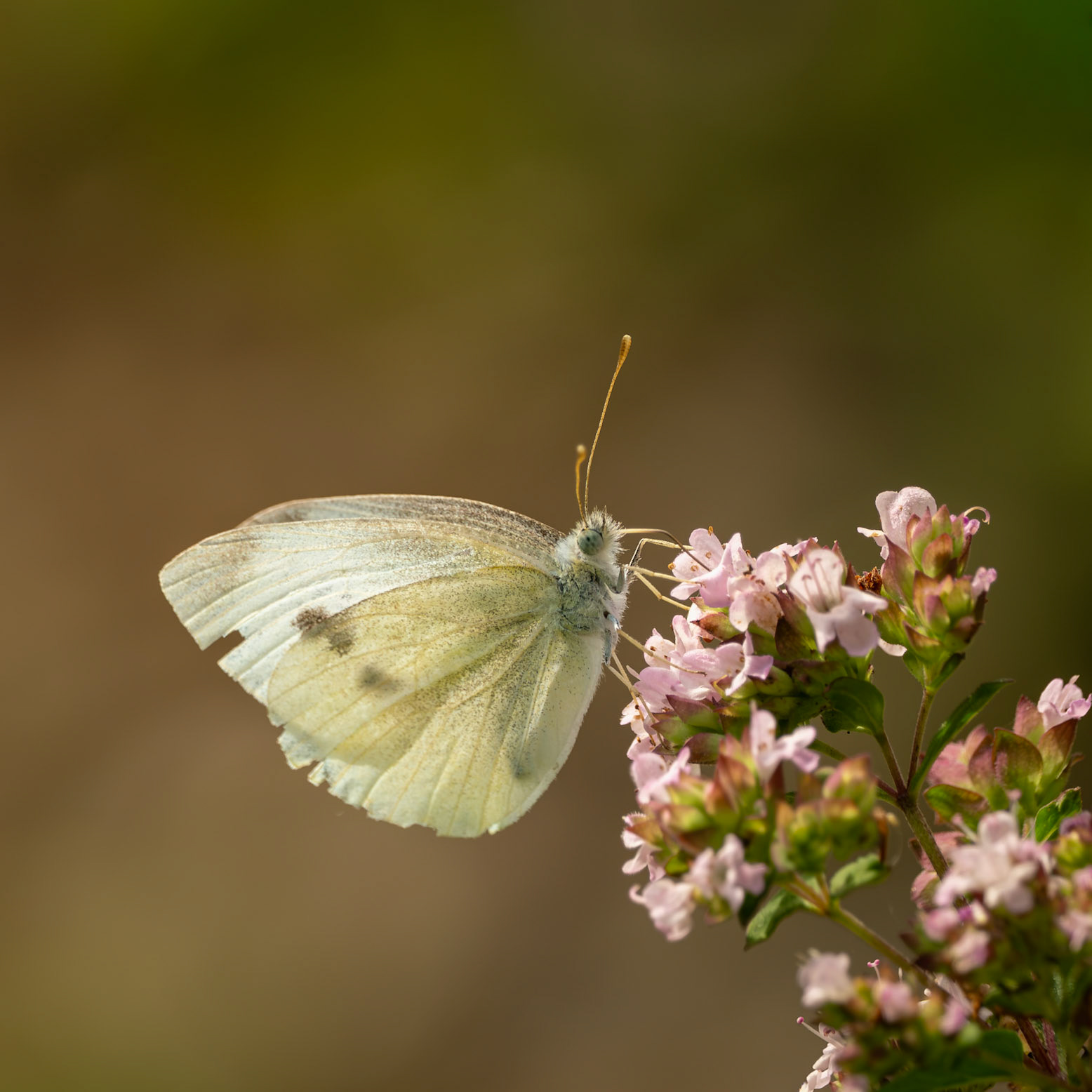 Small white butterfly