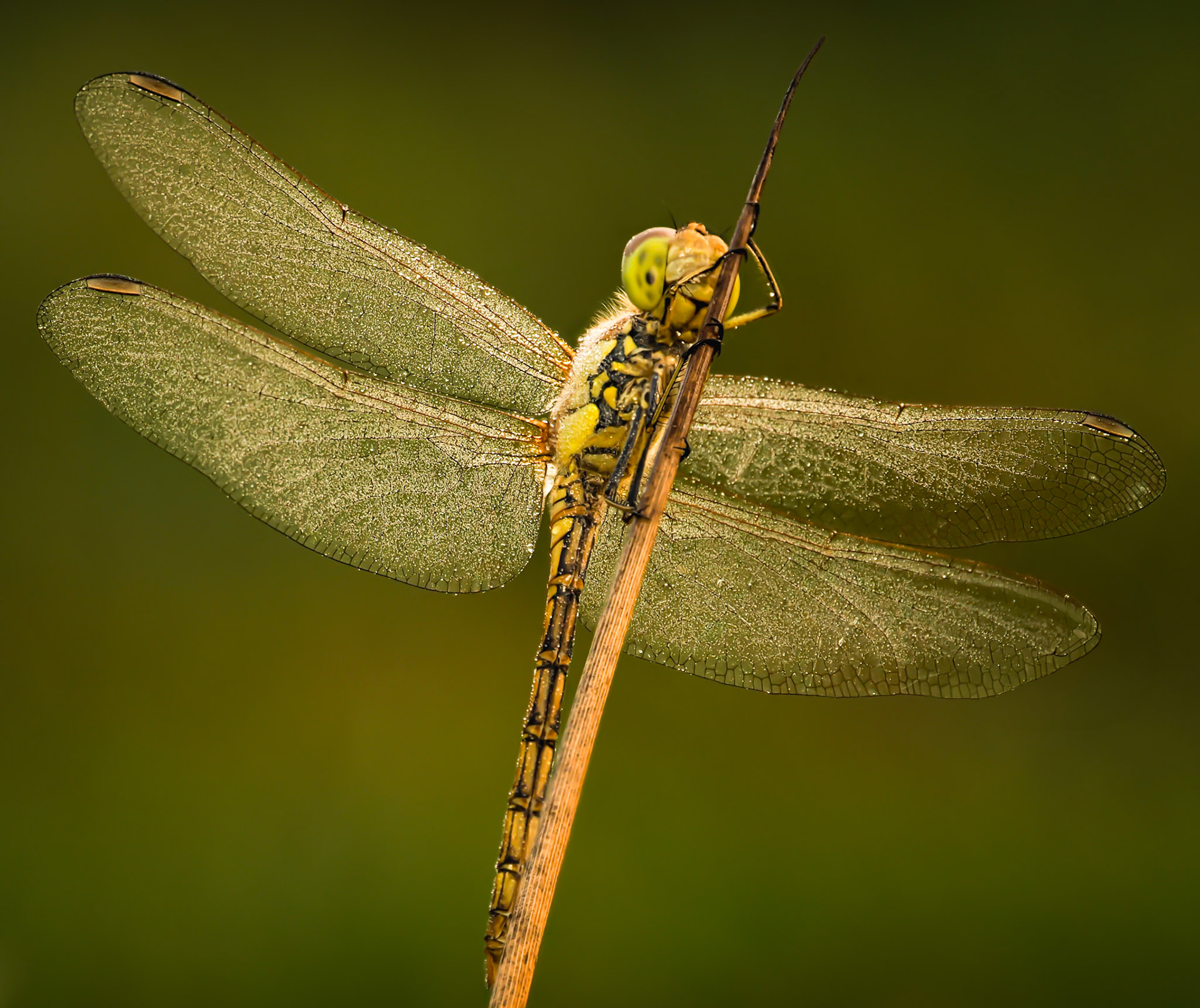 Dragonfly