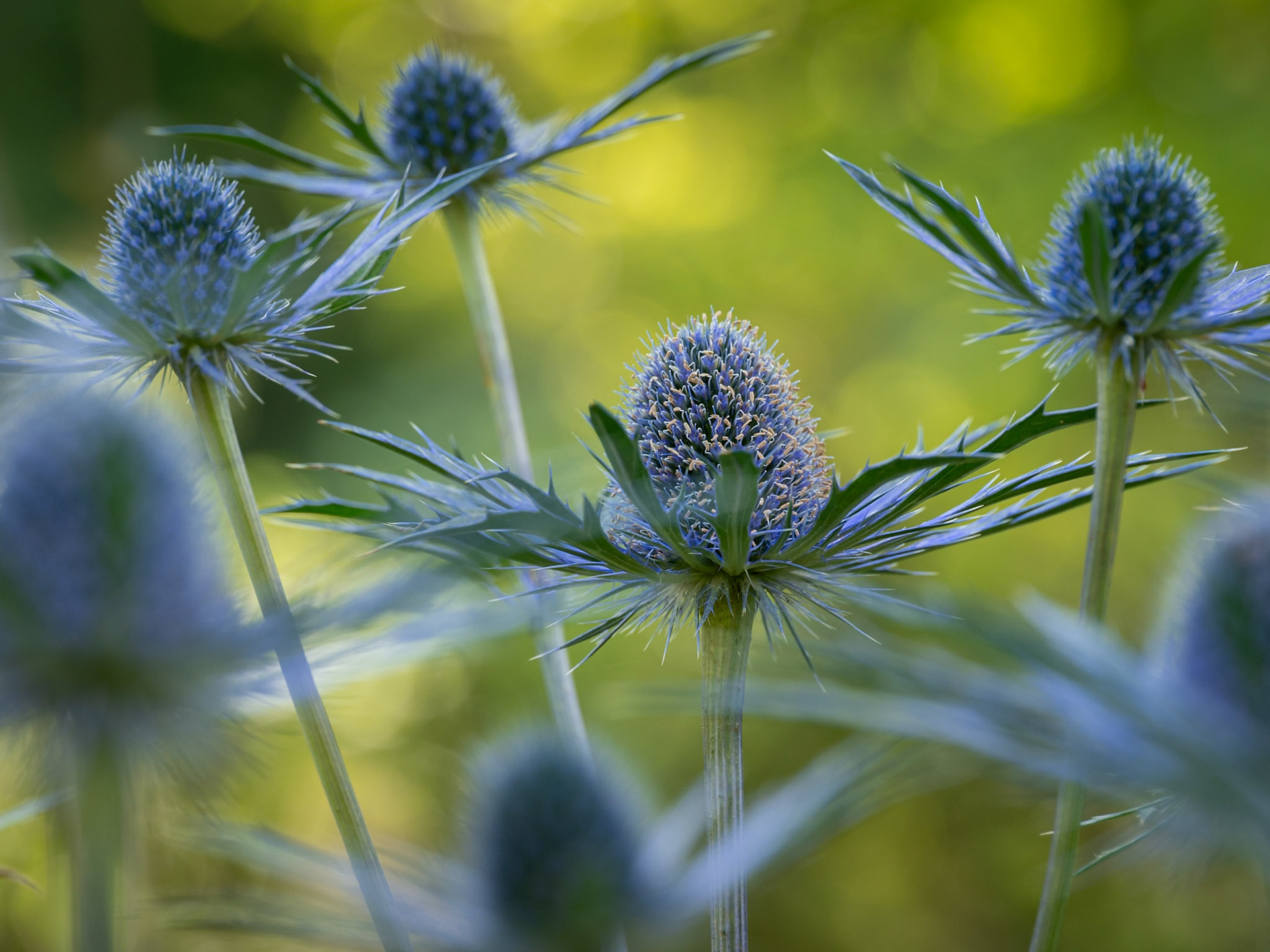 Sea holly
