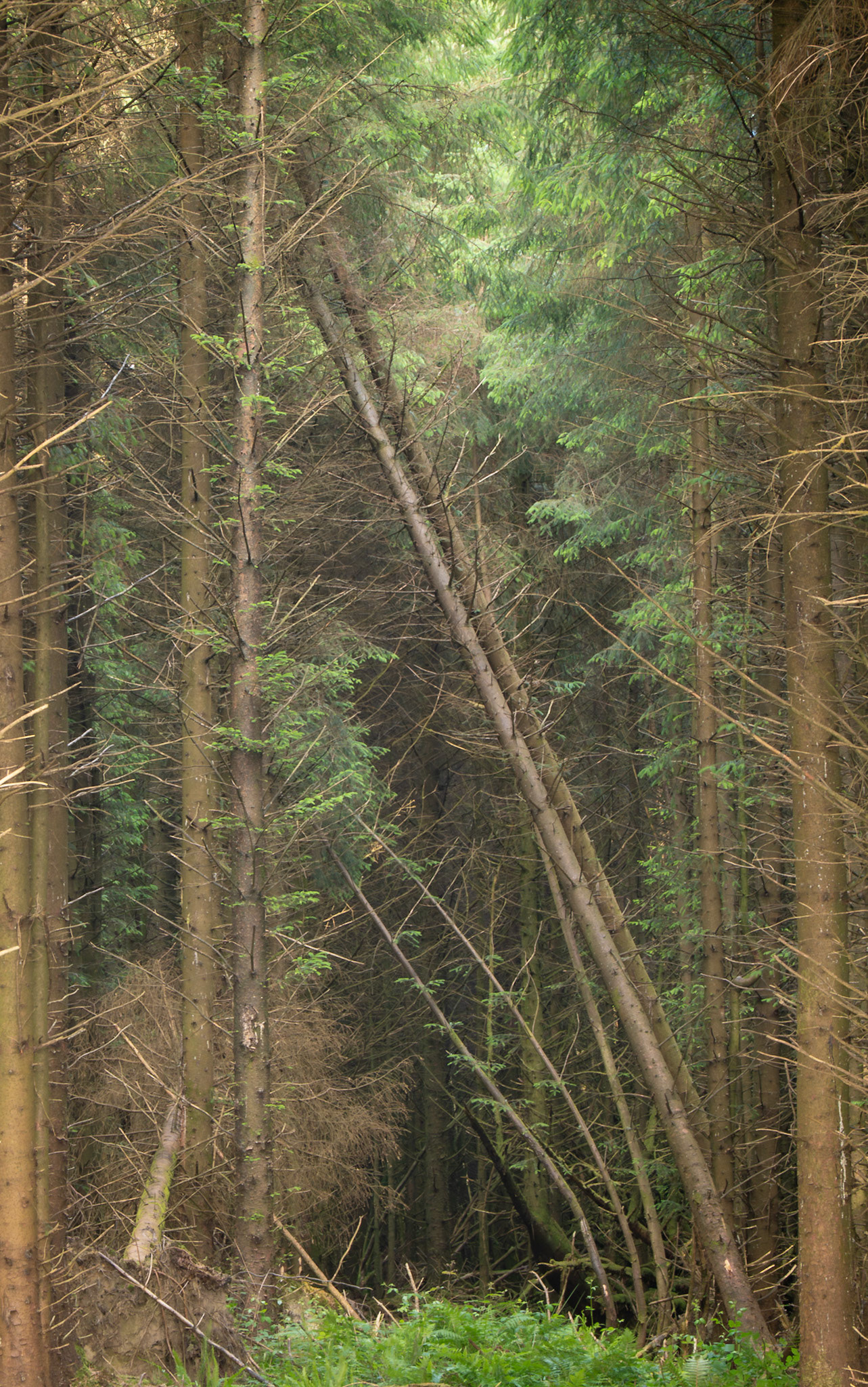 Fallen trees, Powlers Piece