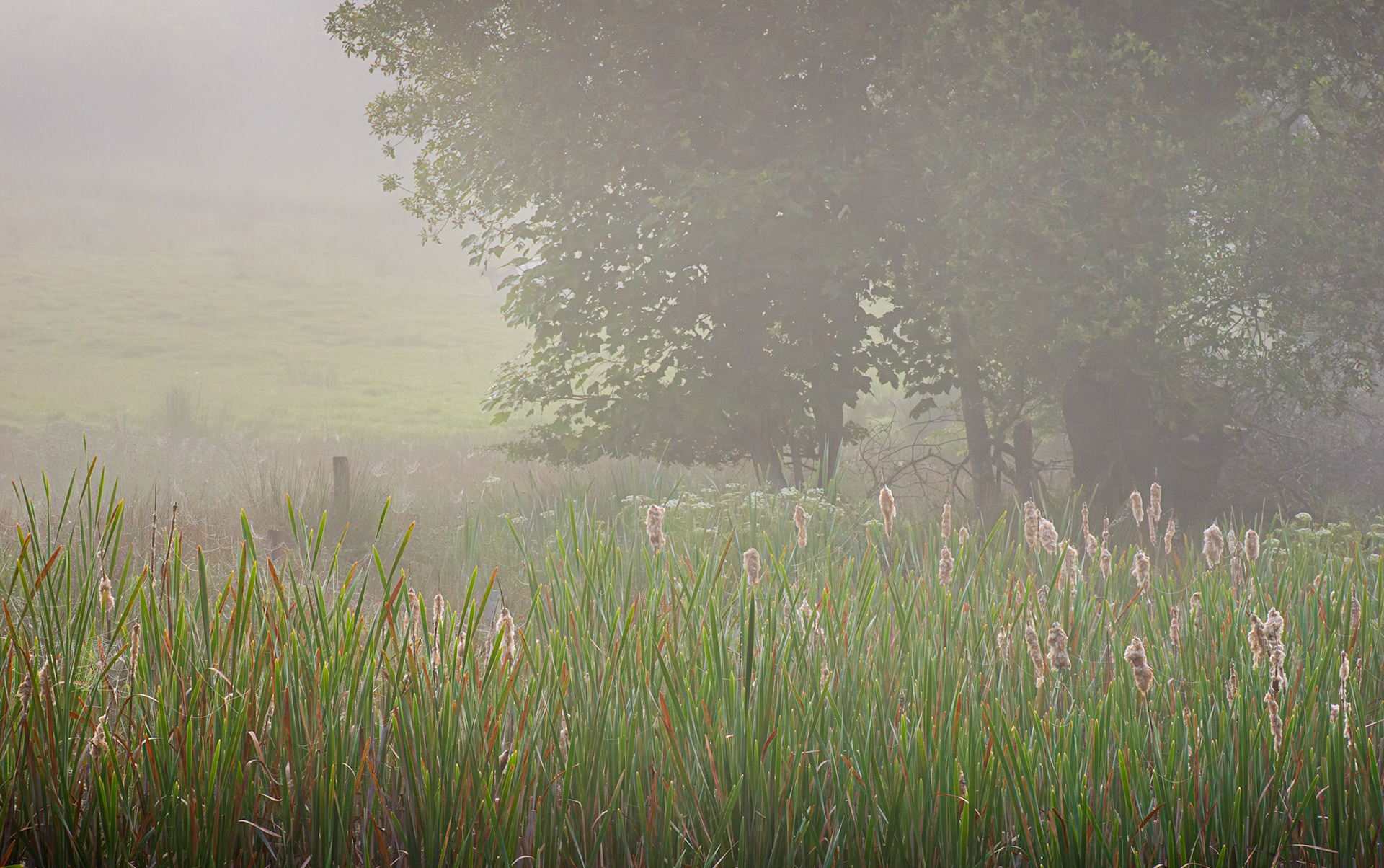 Misty morning at Godborough