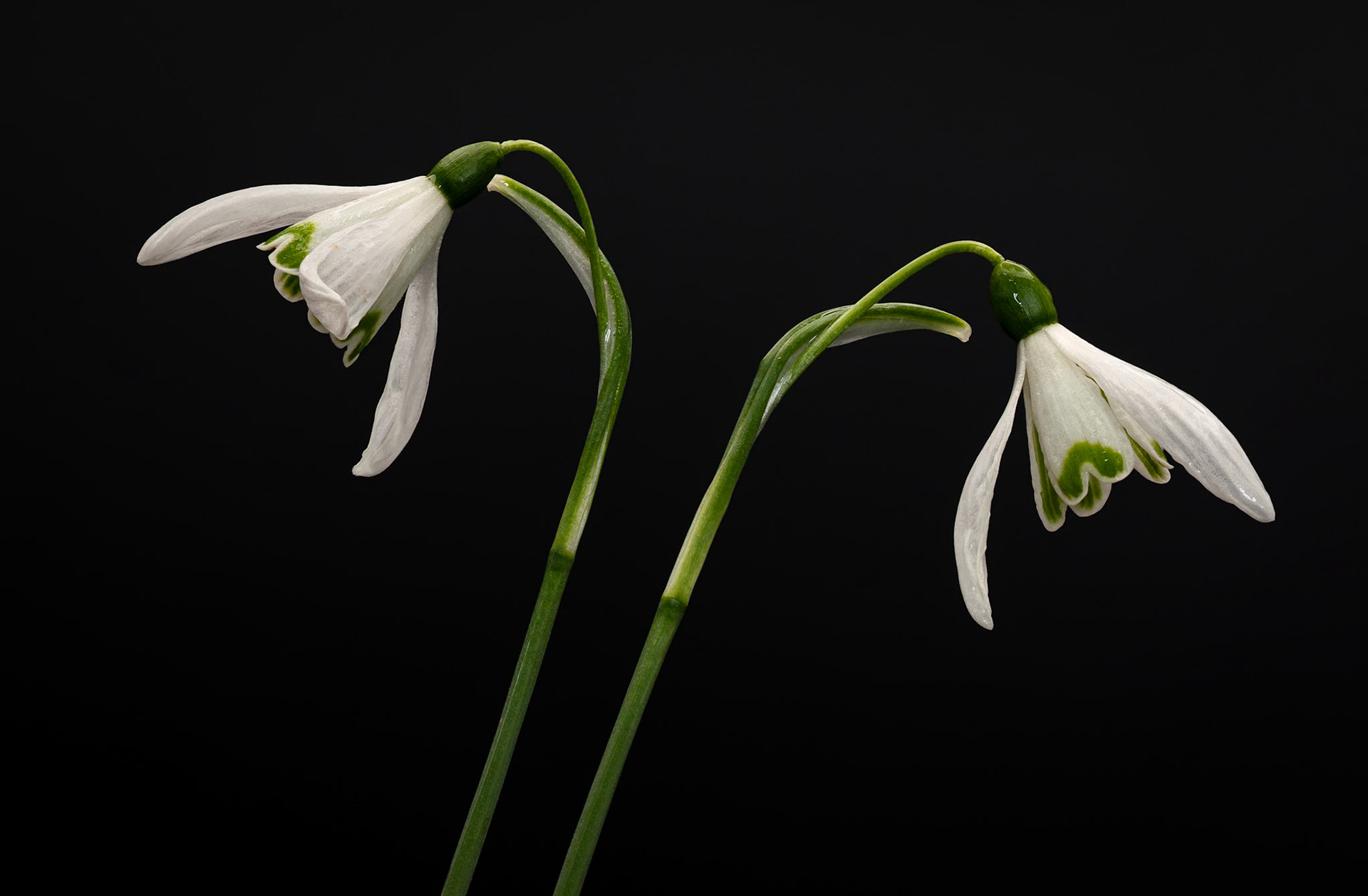 Snowdrops