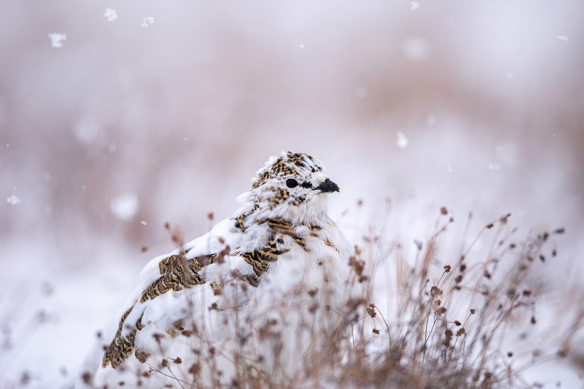 "Female Ptarmigan"