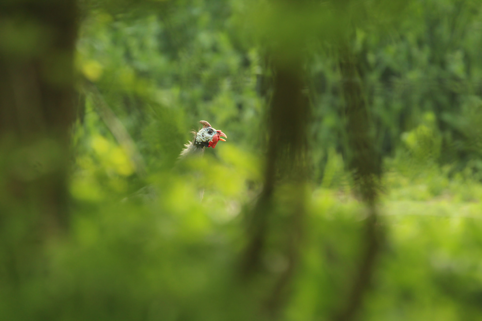 "Fowl through the Foliage"