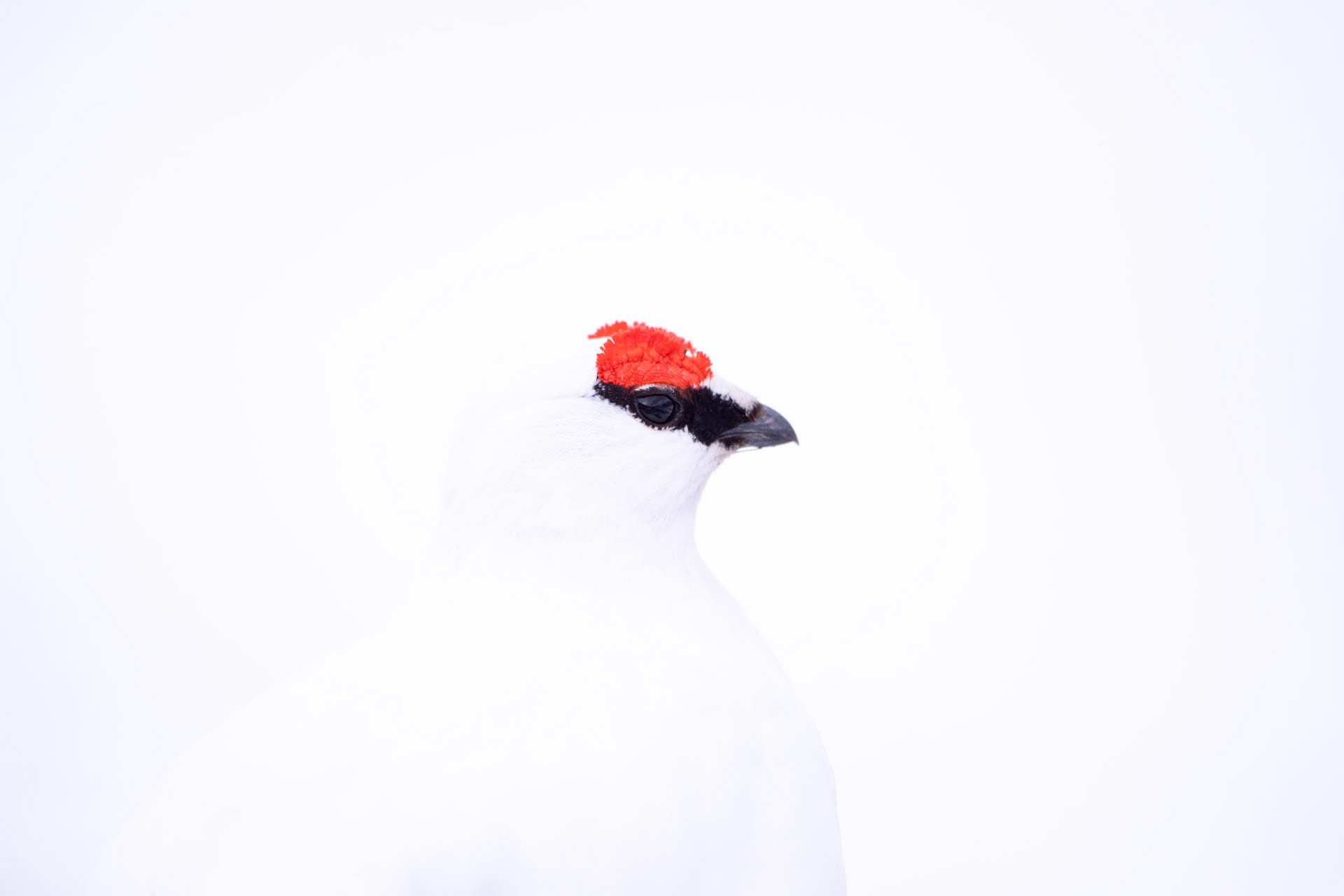 "Camouflaged Ptarmigan"