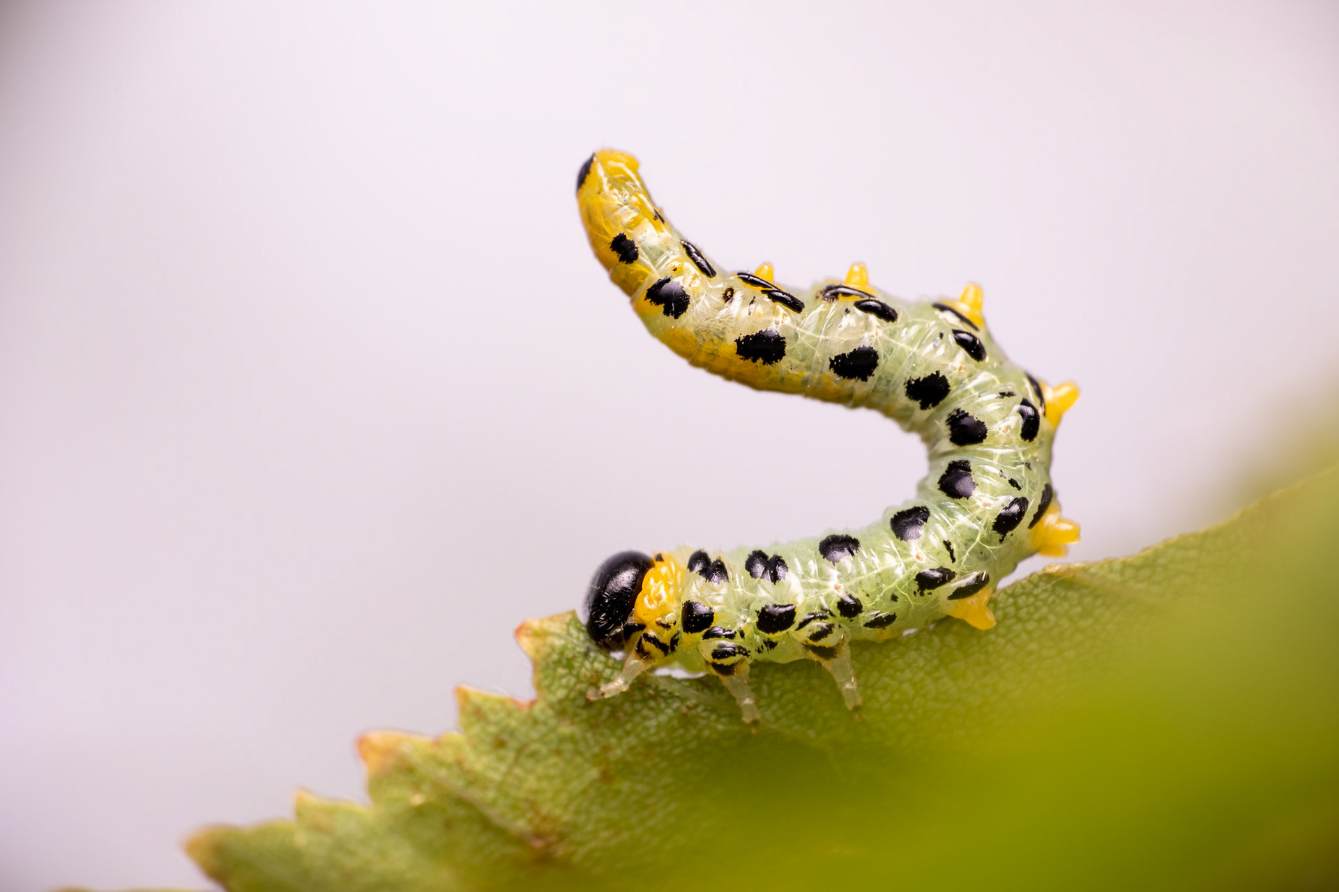 "Birch Sawfly Caterpillar"