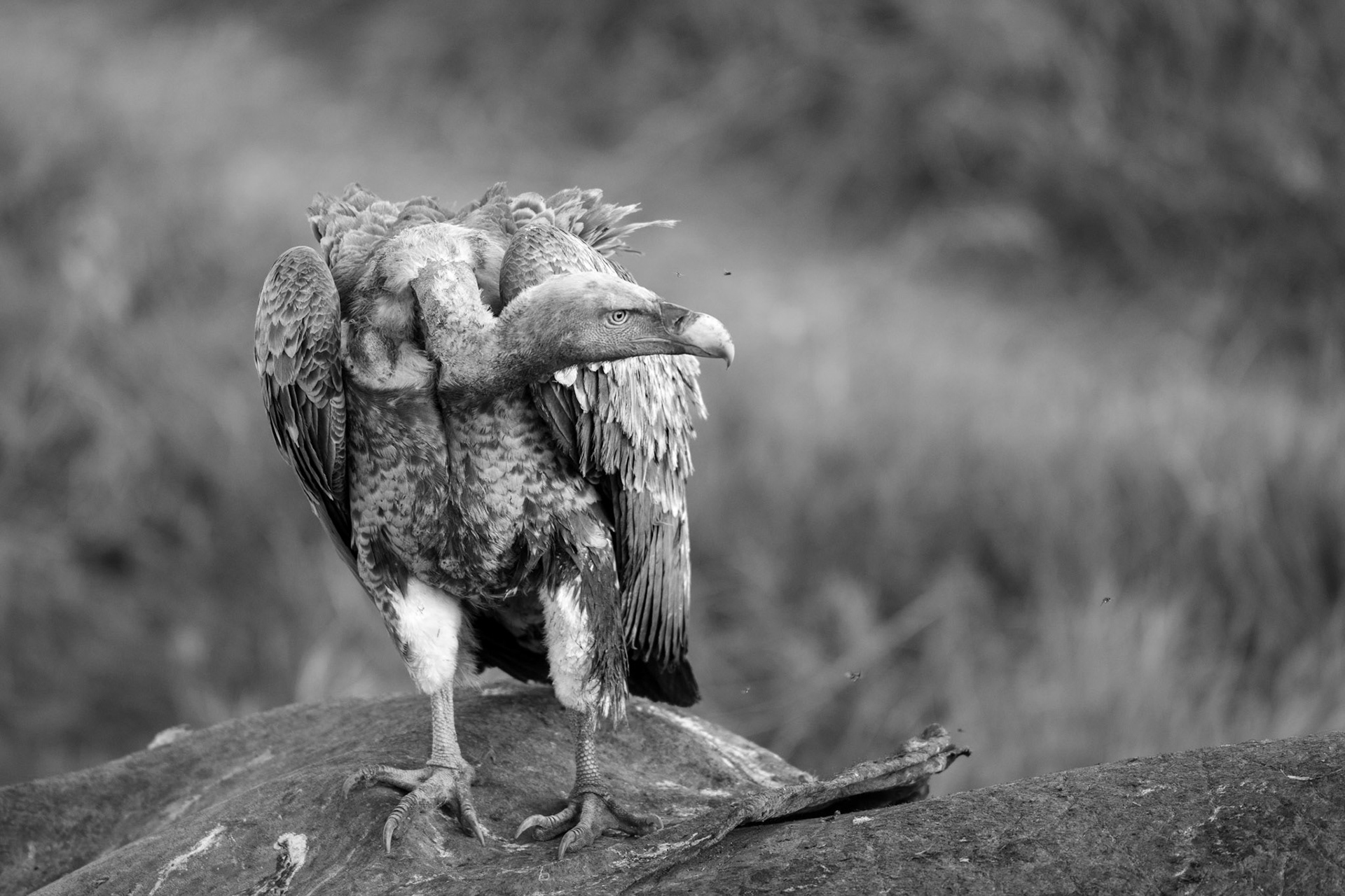 "White-backed Vulture"