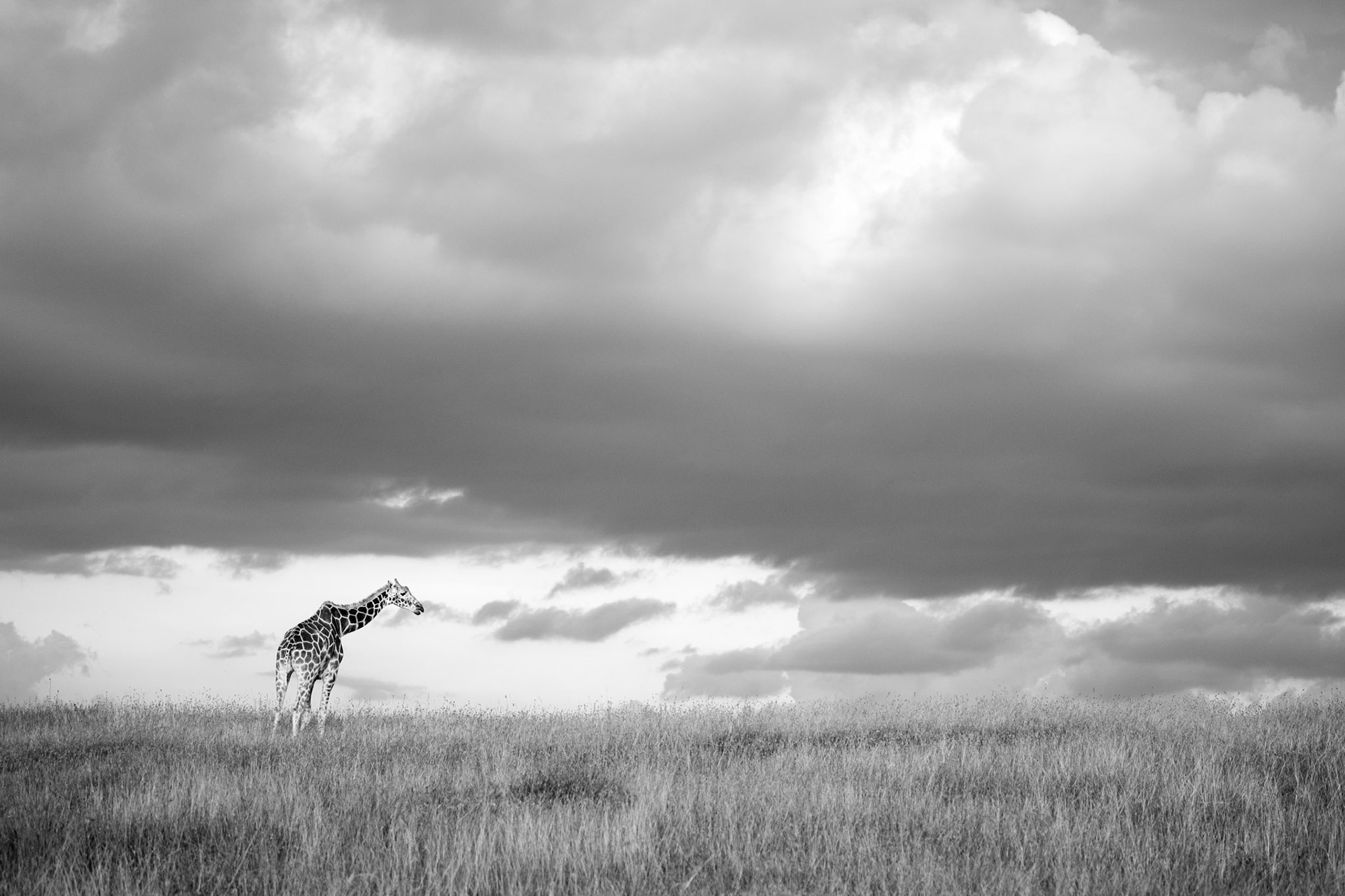 "Monochrome Giraffe"