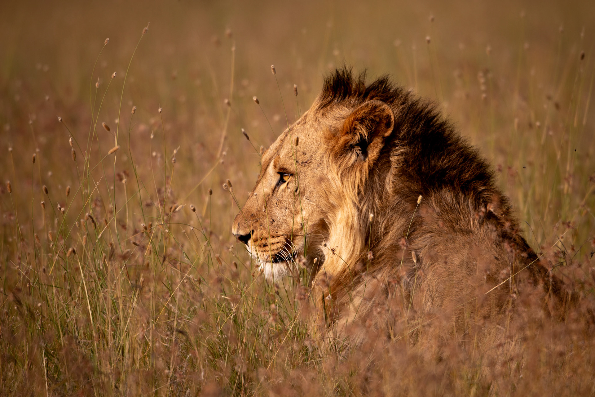 "Master of Camouflage"