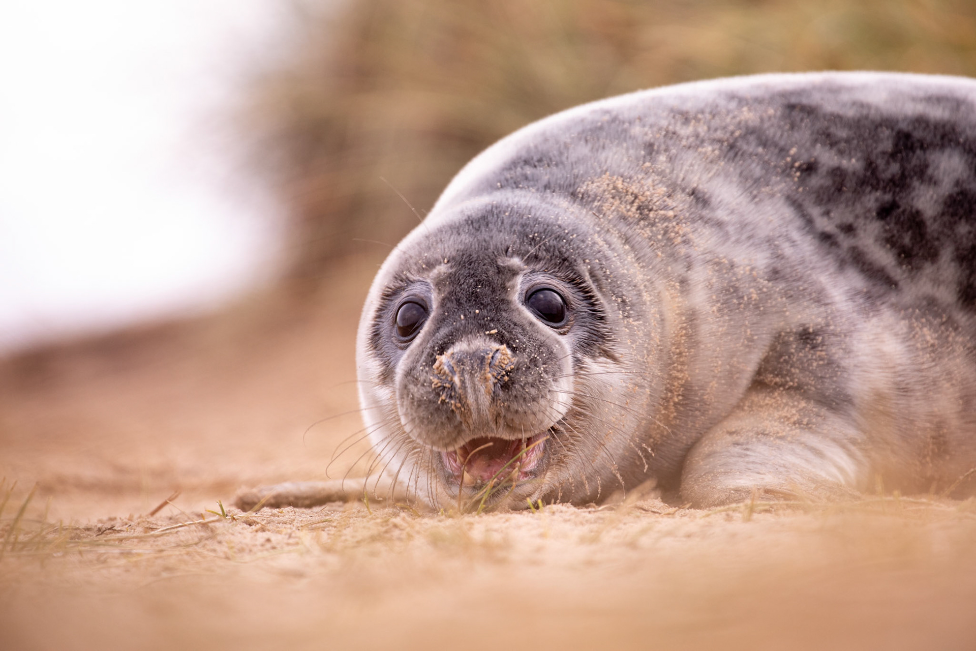 "Grey Seal" #3