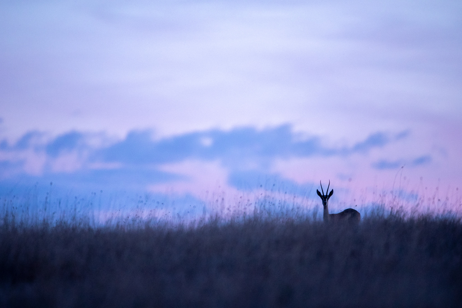 "Evening Gazelle"