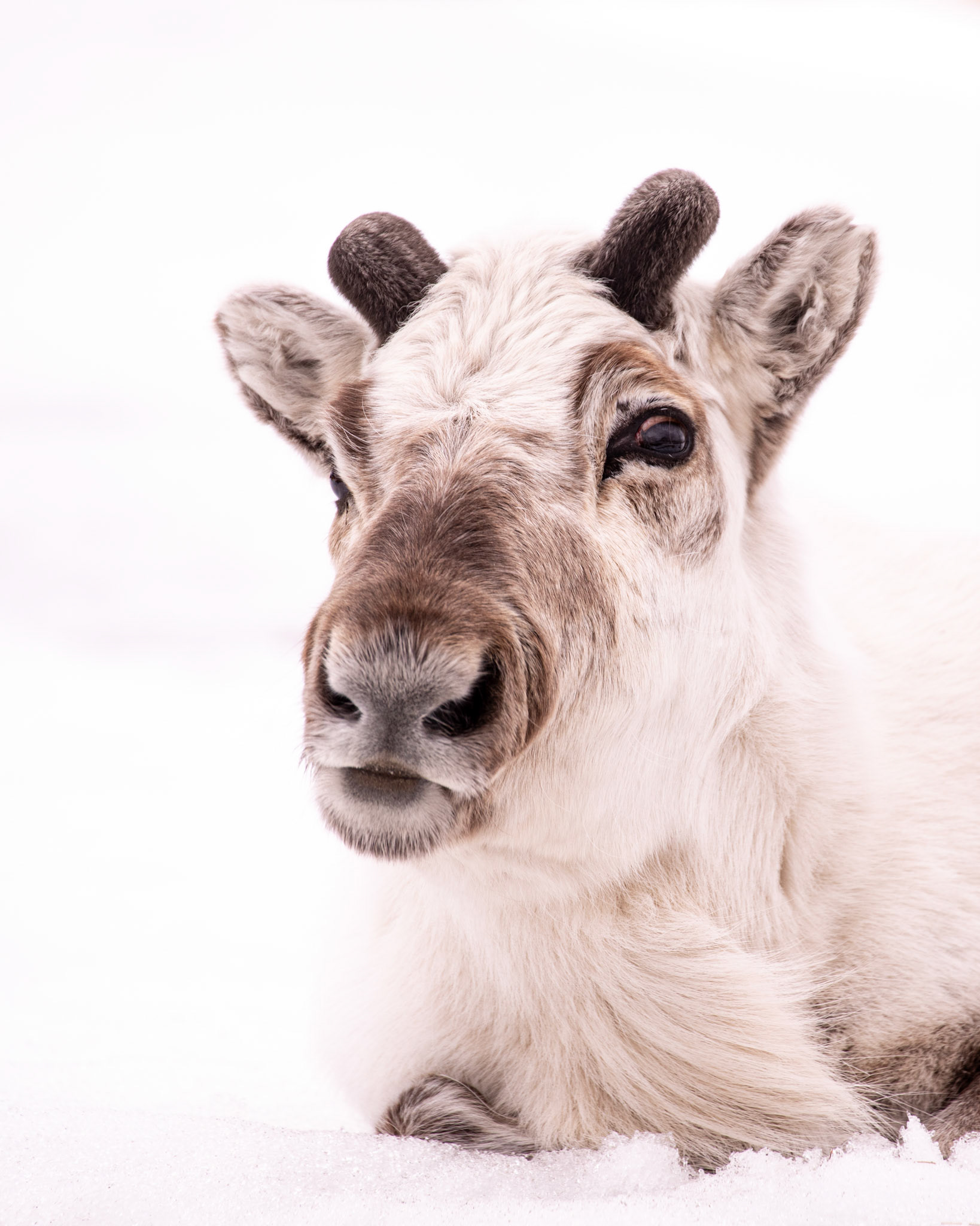 "Svalbard Reindeer"
