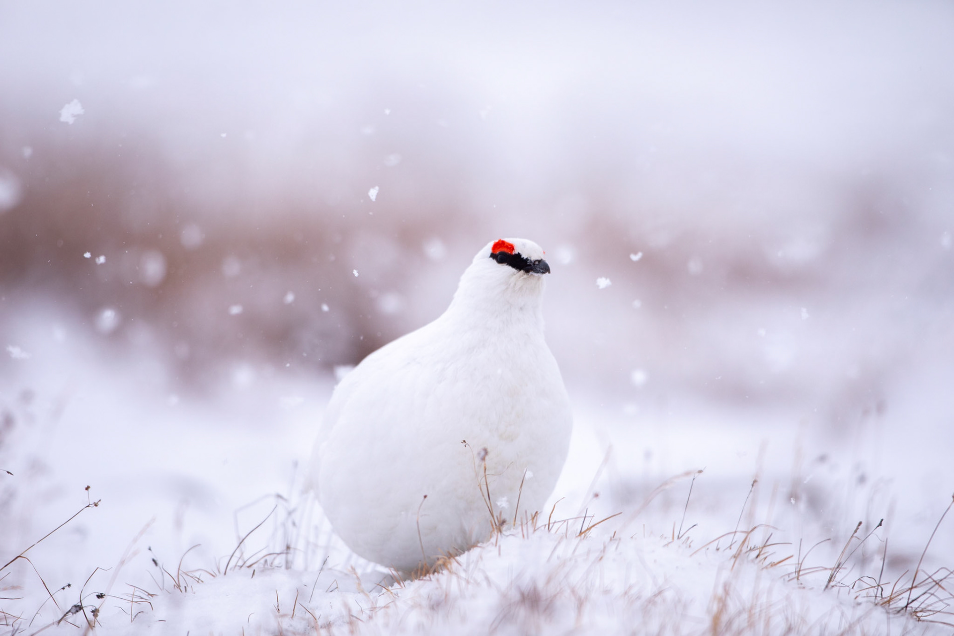 "Male Ptarmigan"