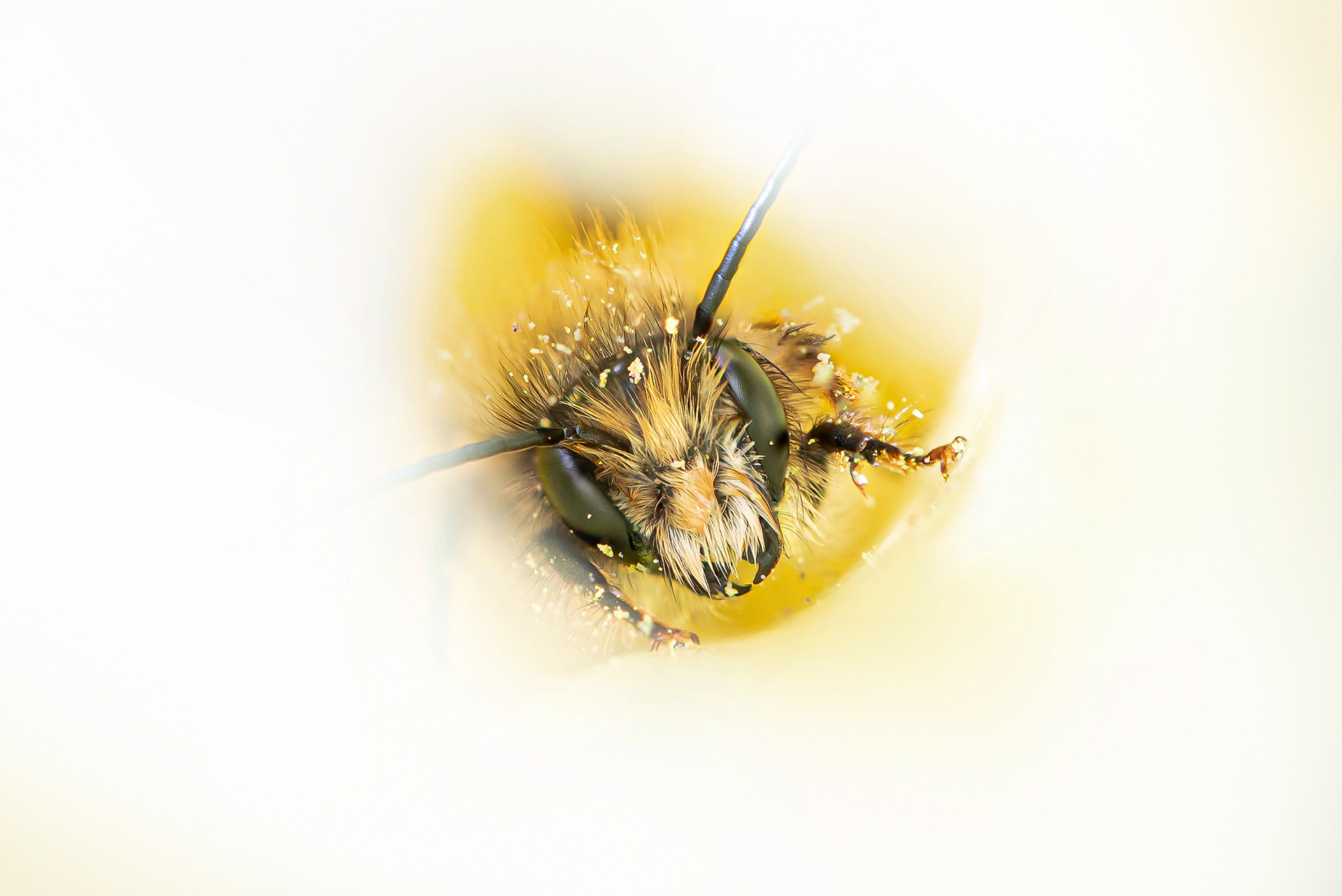5th Place 'Close-Ups'