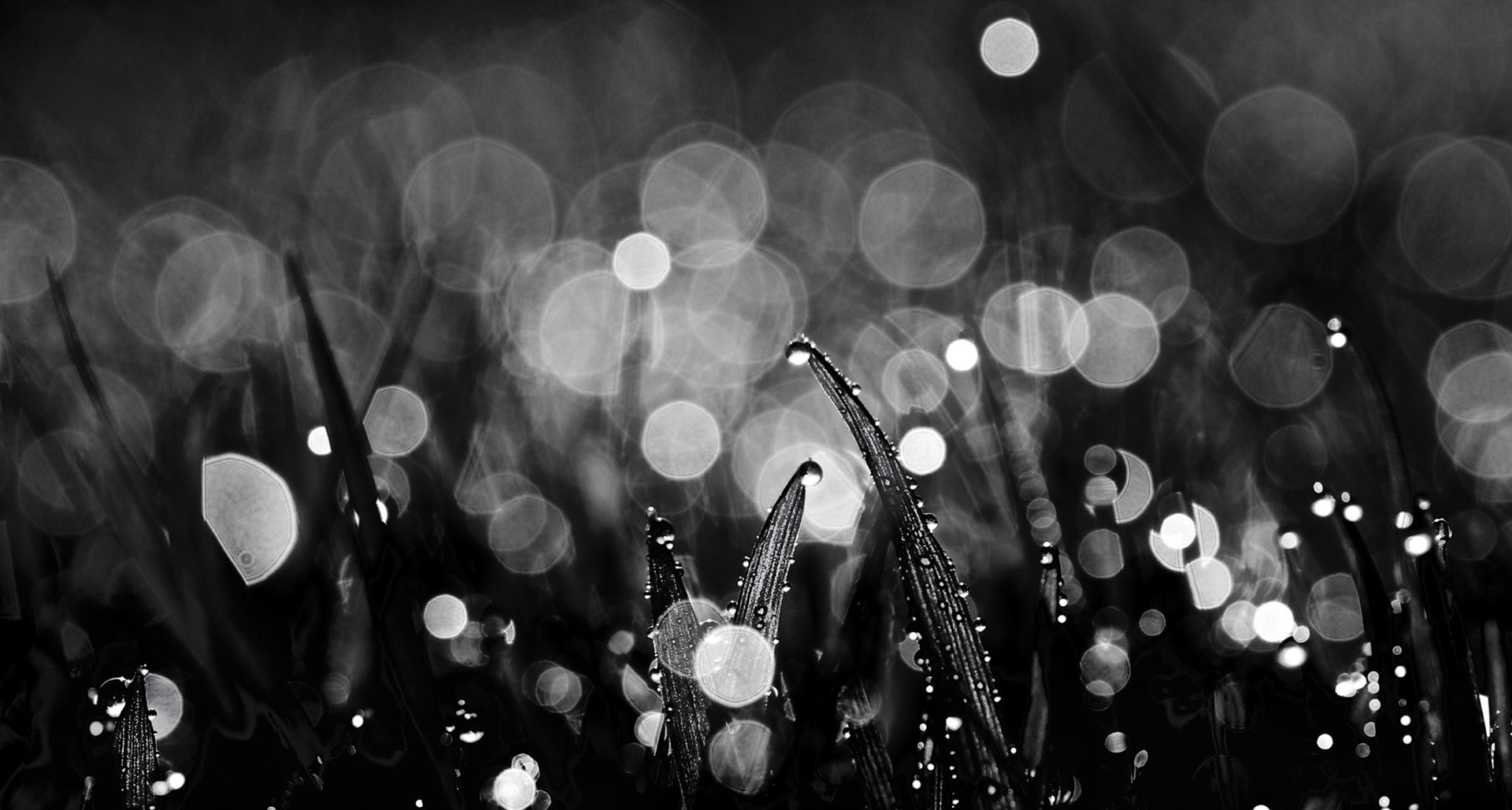 "Bokeh in Black and White"